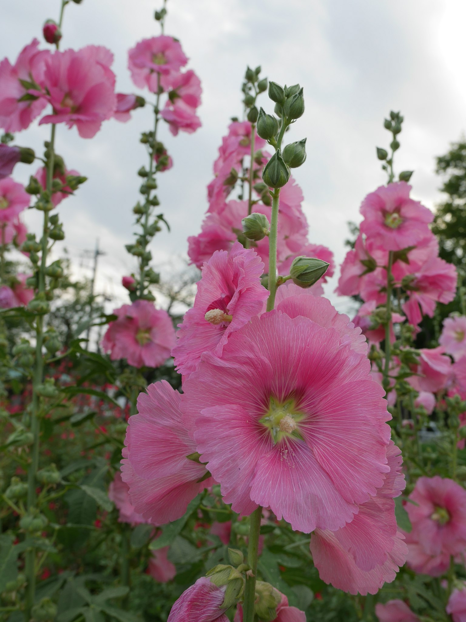 Cụm hoa hồng hollyhock đang nở