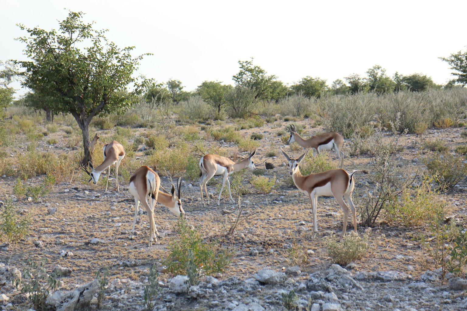 Un groupe de gazelles paissant dans un paysage de savane avec une végétation clairsemée