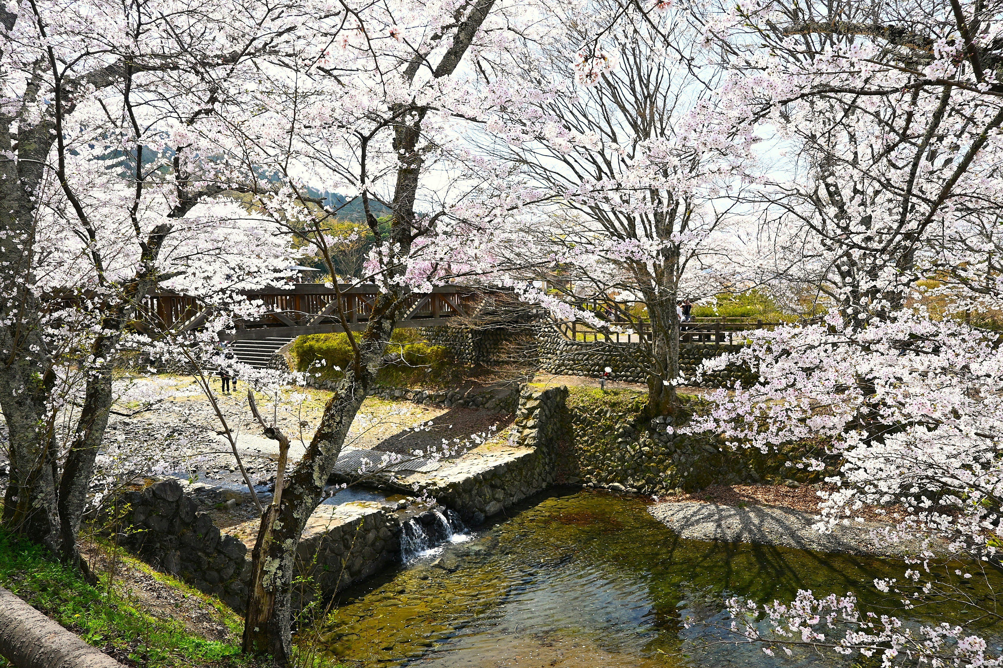 七谷川沿いの桜並木と小川の流れ