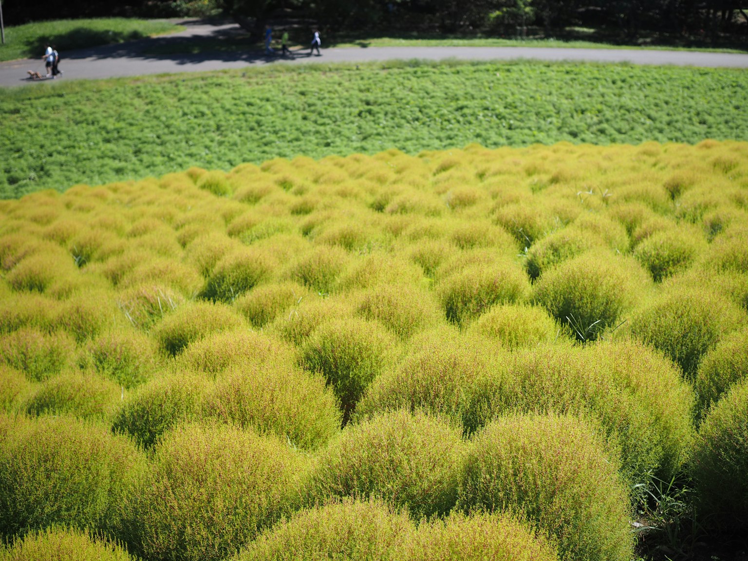 Un paesaggio con erbe gialle rotonde su un campo verde