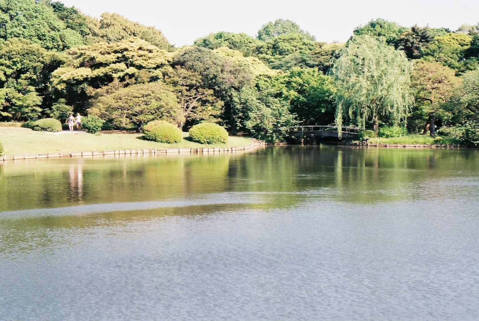 Vista serena del lago con vegetazione lussureggiante e alberi
