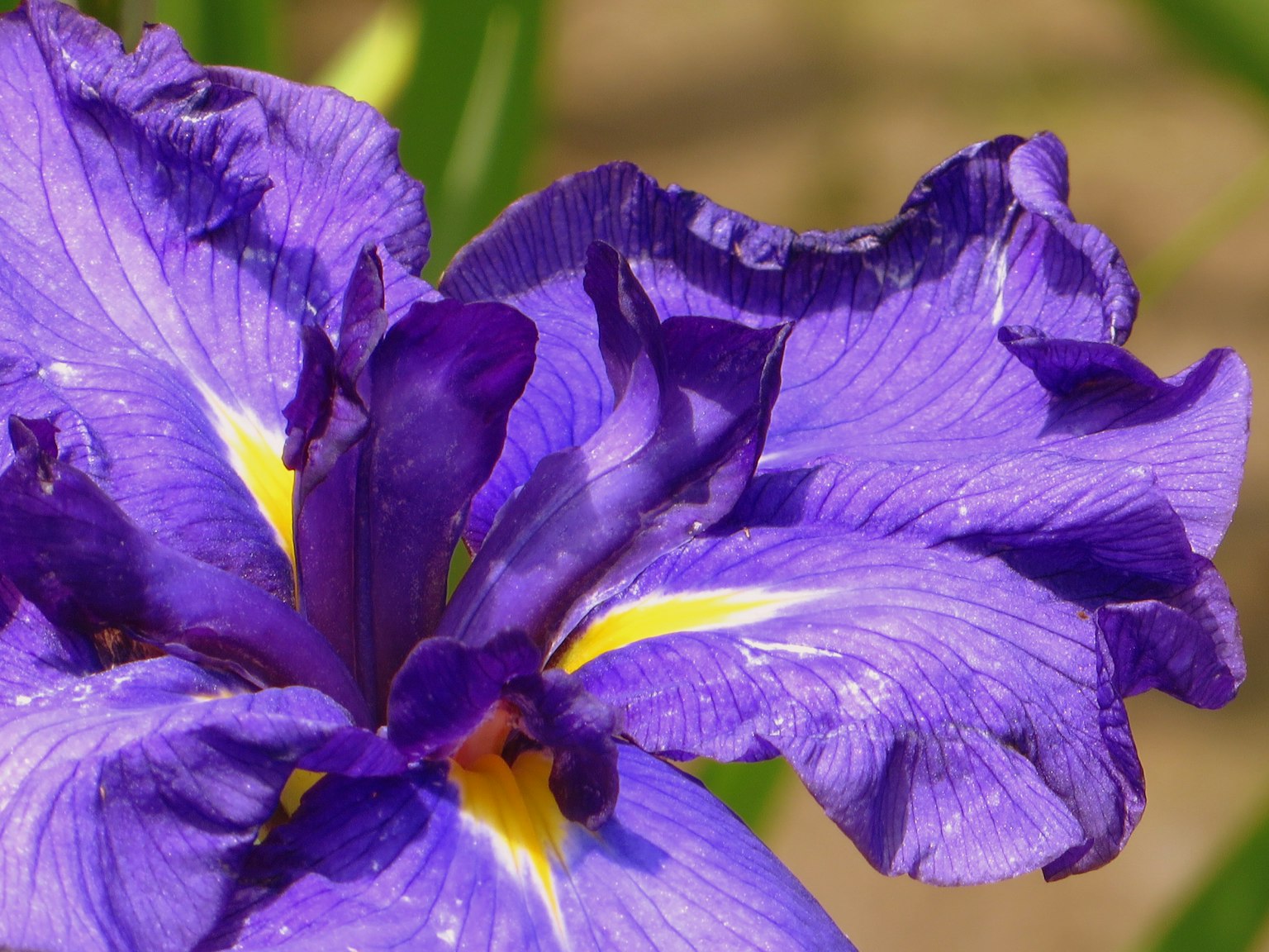 Close-up bunga iris ungu cerah dengan aksen kuning dan batang hijau di latar belakang