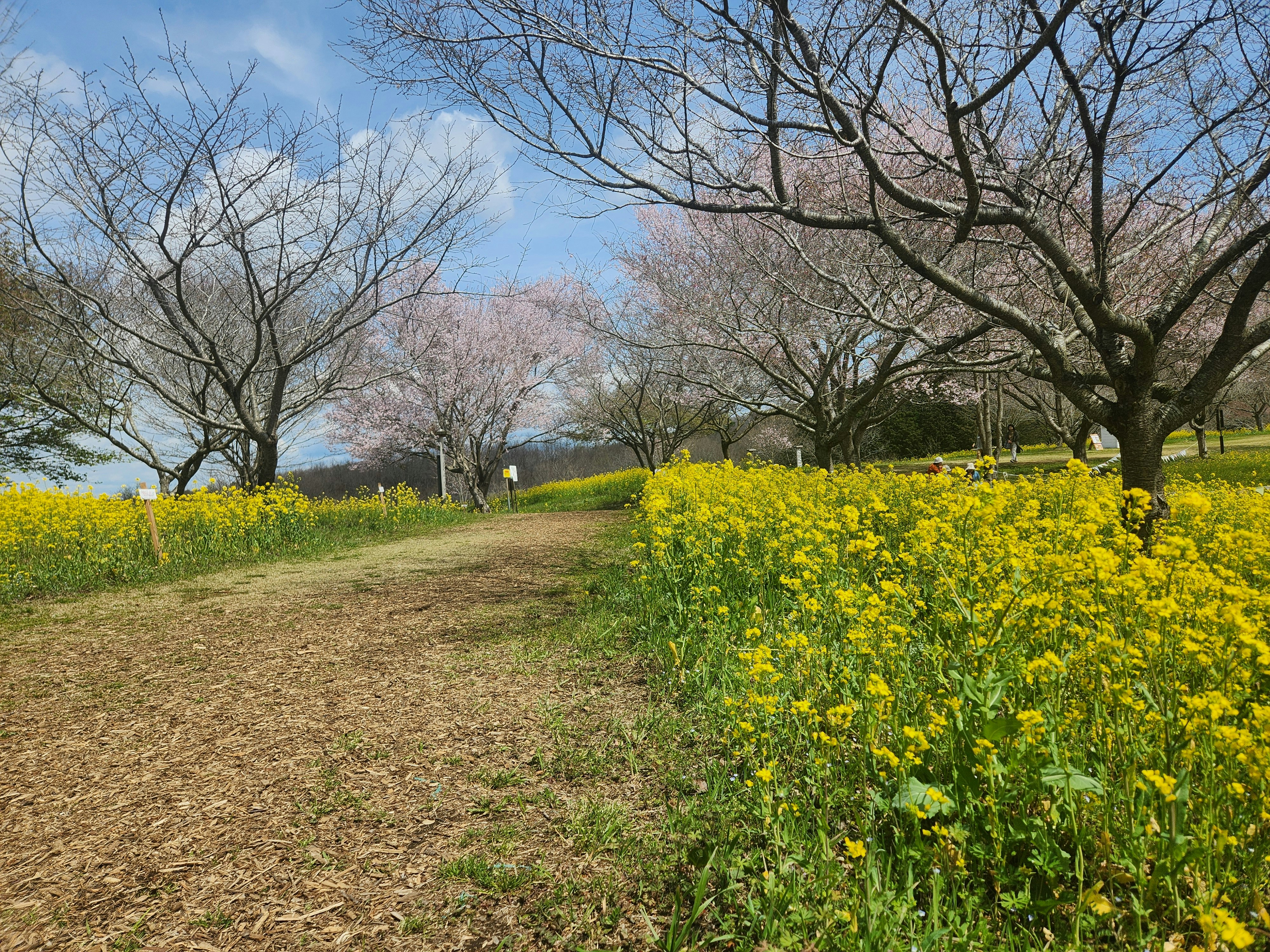 菜の花畑と桜が咲く春の小径