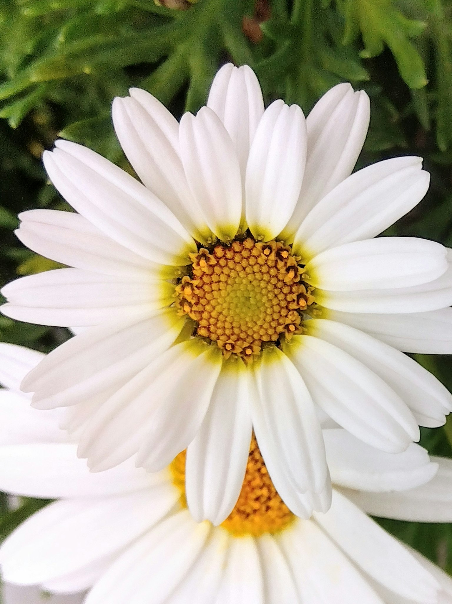 Acercamiento de flores de margarita blancas con un centro amarillo y fondo verde