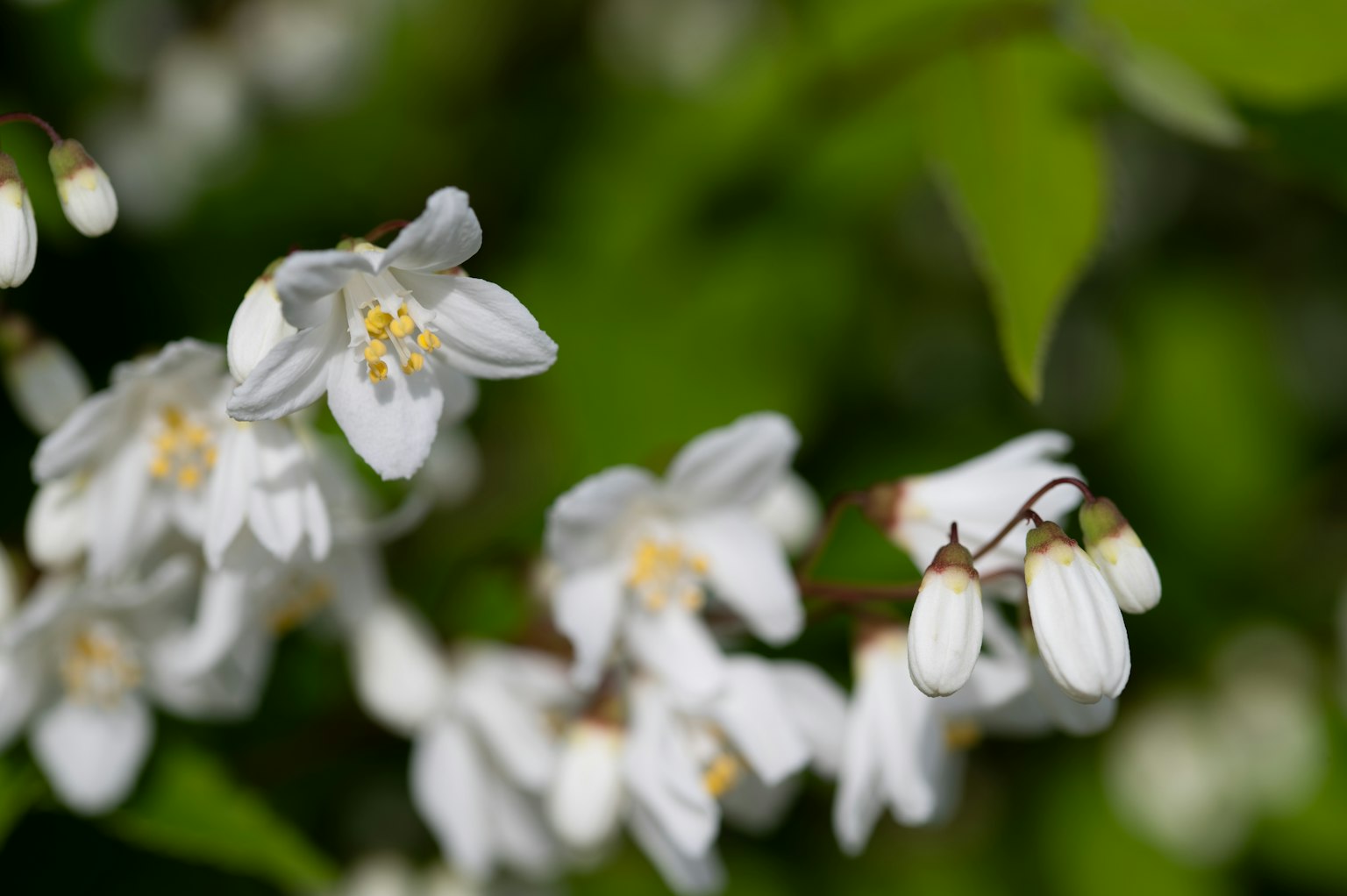 Delicate fiori bianchi con centri gialli circondati da foglie verdi