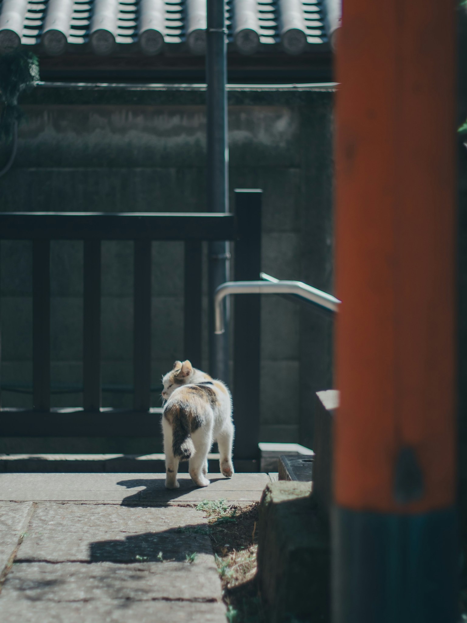 Ein Hund, der Treppen hinaufgeht, mit einer alten Gebäudewand im Hintergrund