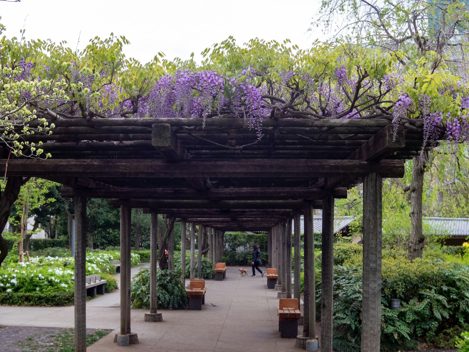 Pergola en bois avec des fleurs de glycine violettes en fleurs