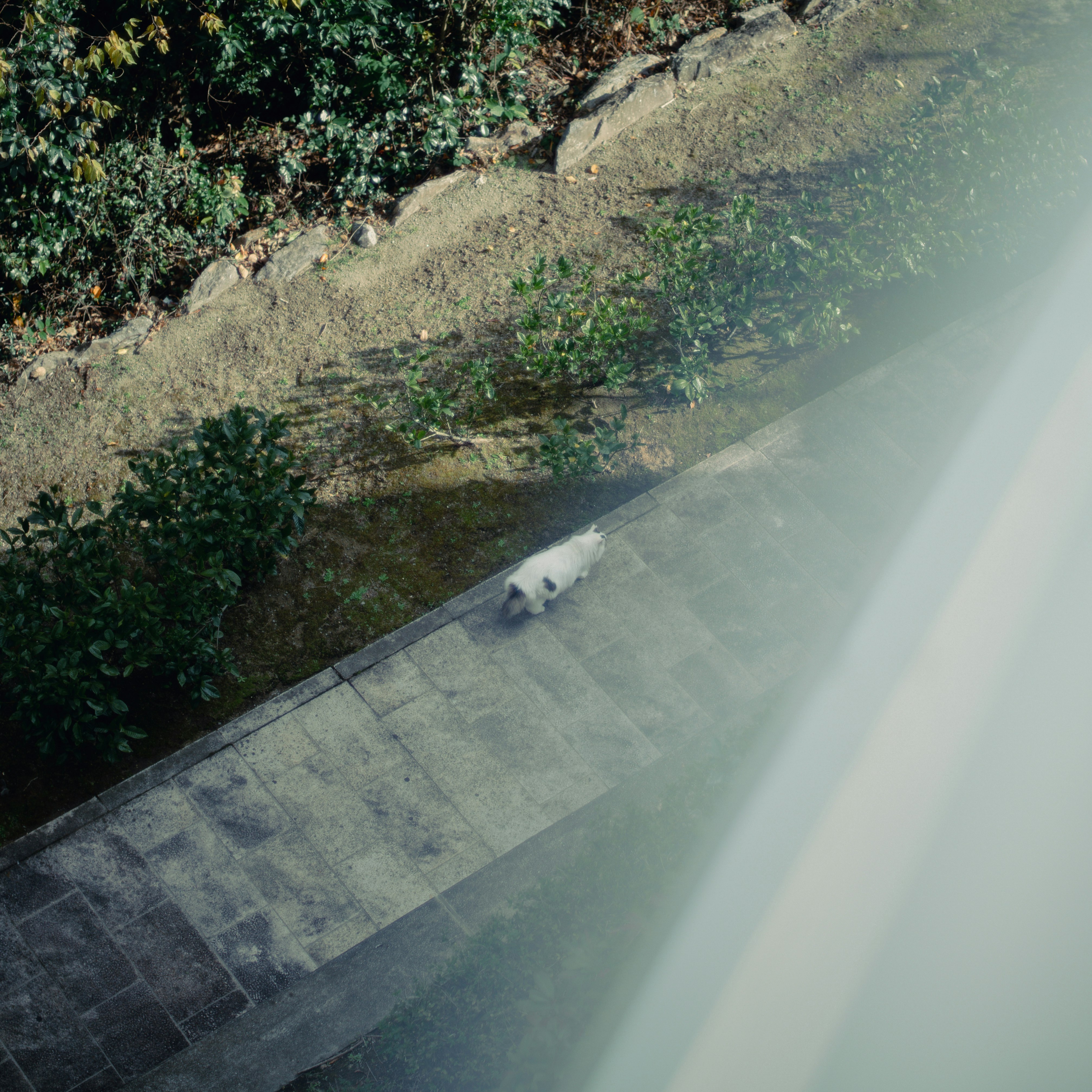 un cane che cammina lungo un sentiero sul fiume
