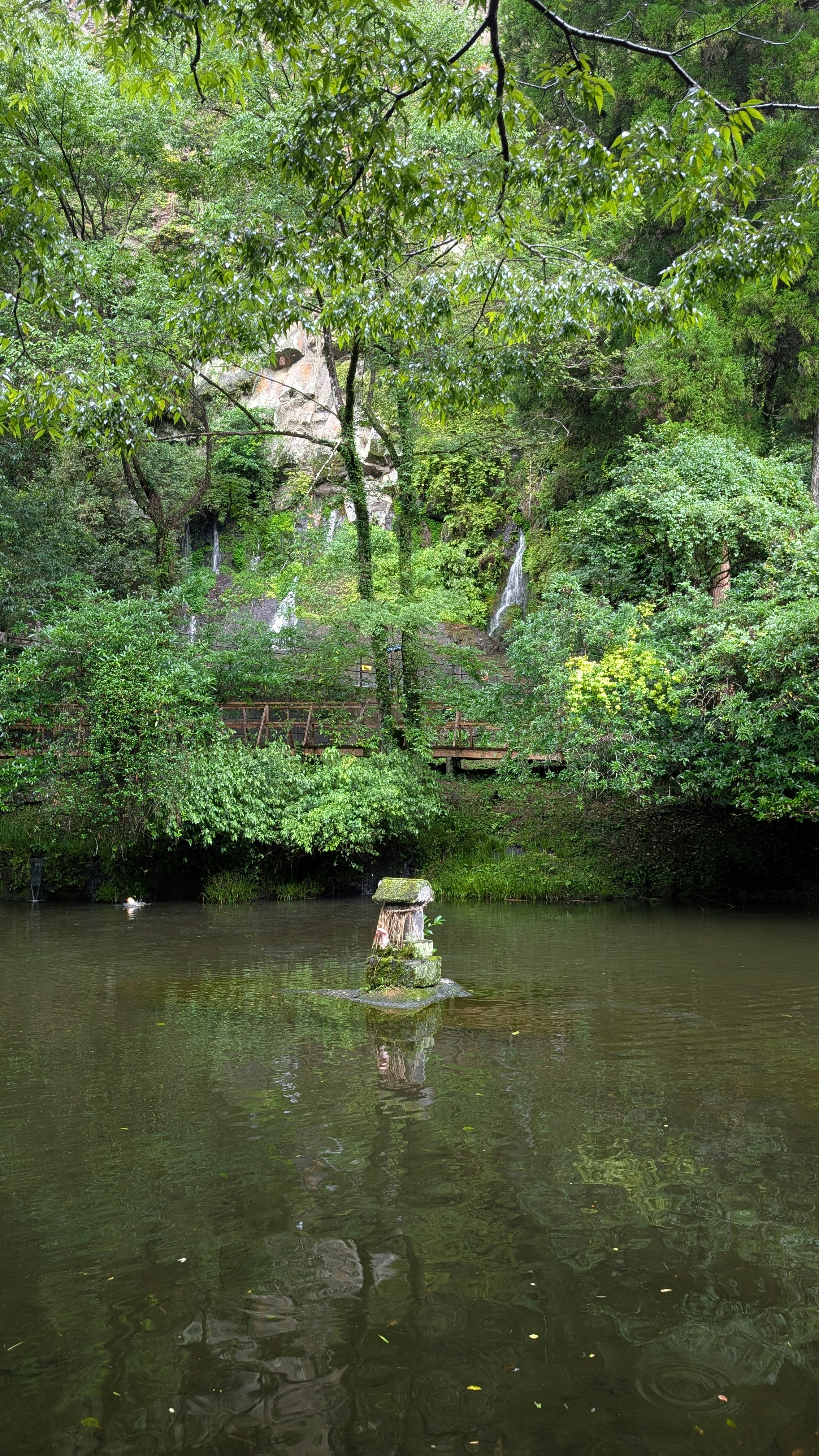 森の中の川沿いの静かな風景