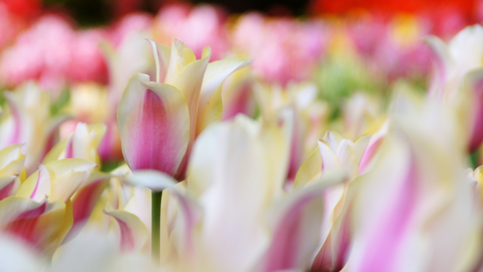 Un campo di tulipani rosa e bianchi in fiore
