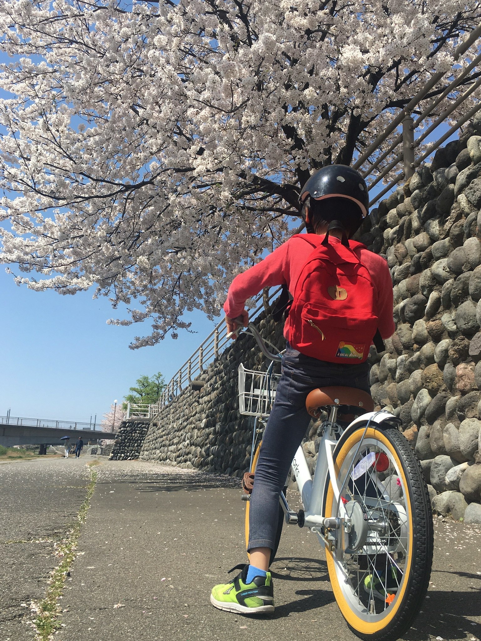 Child riding a bicycle under a cherry blossom tree
