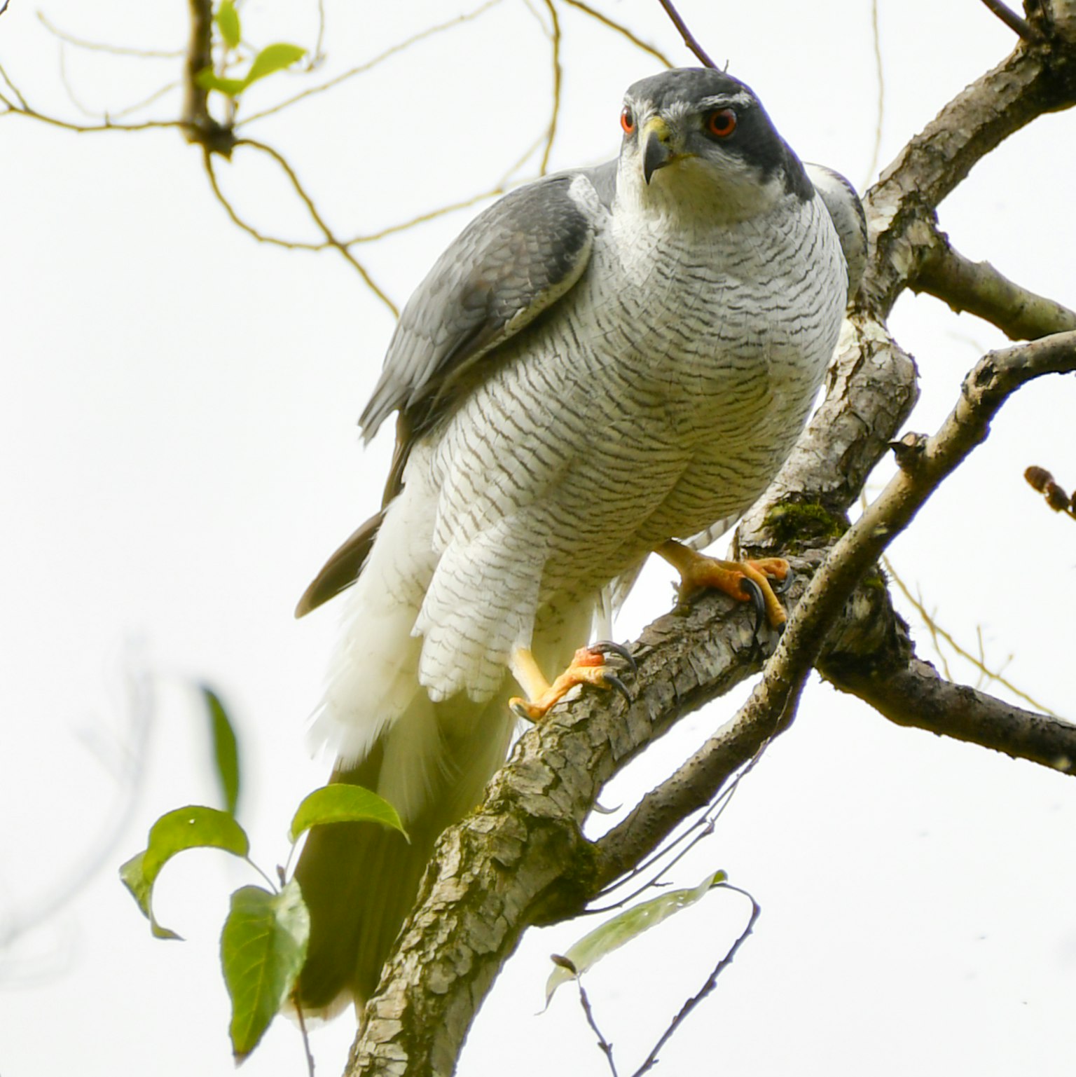 Bird of prey perched on a tree branch with gray and white striped feathers