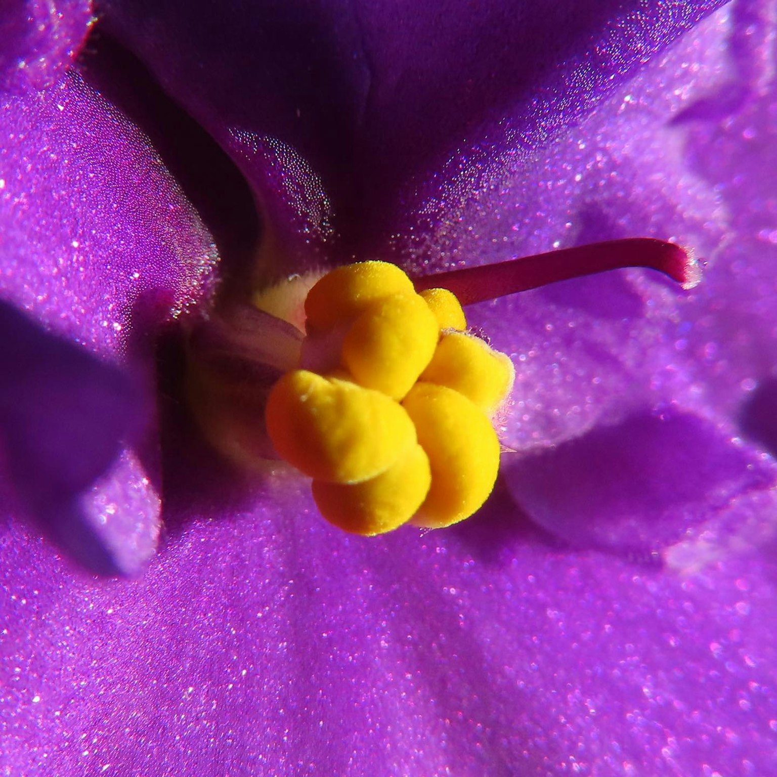 Acercamiento de una flor morada con estambres y pistilo amarillos