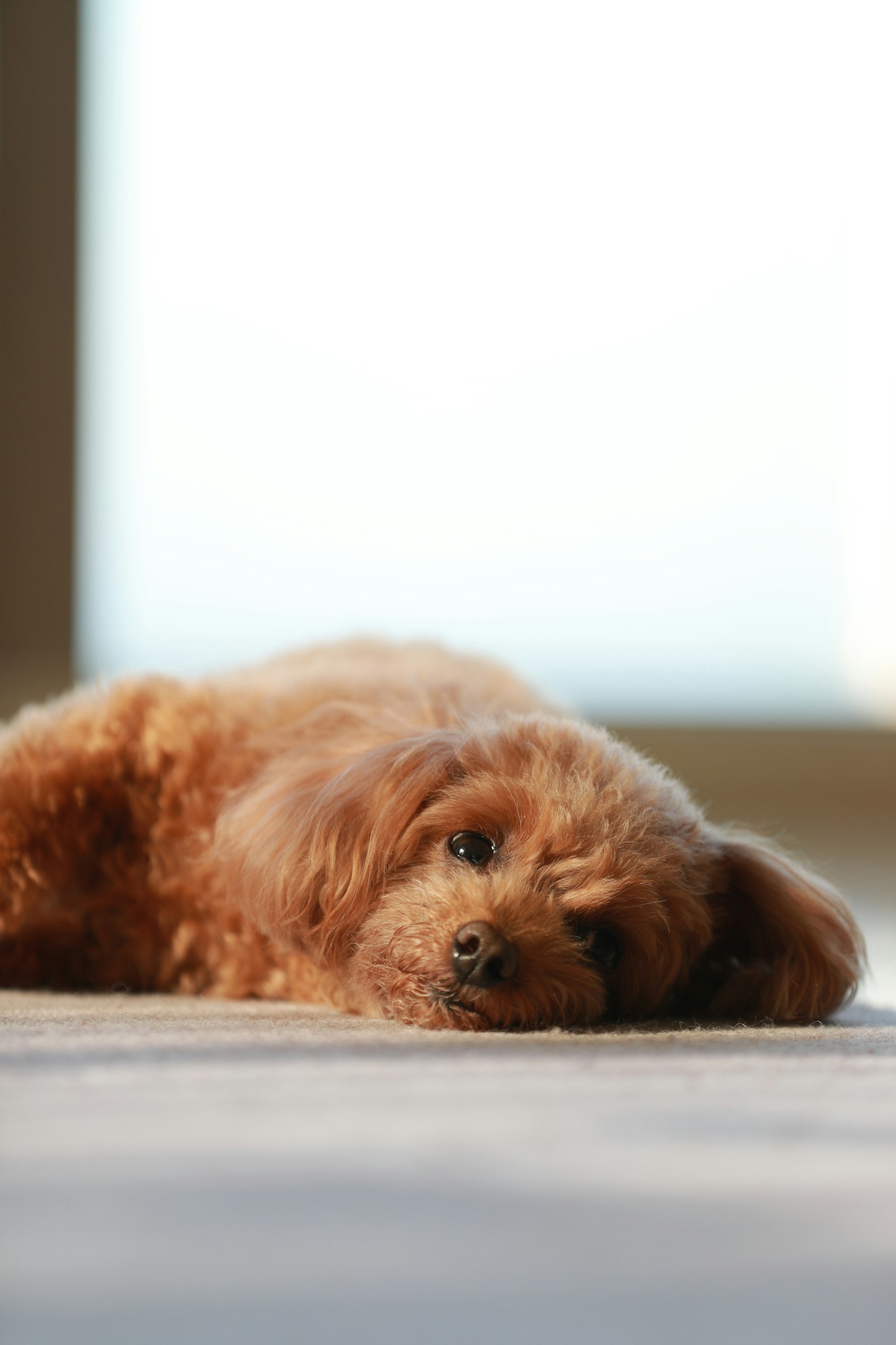 Ein flauschiger brauner Hund liegt auf dem Boden