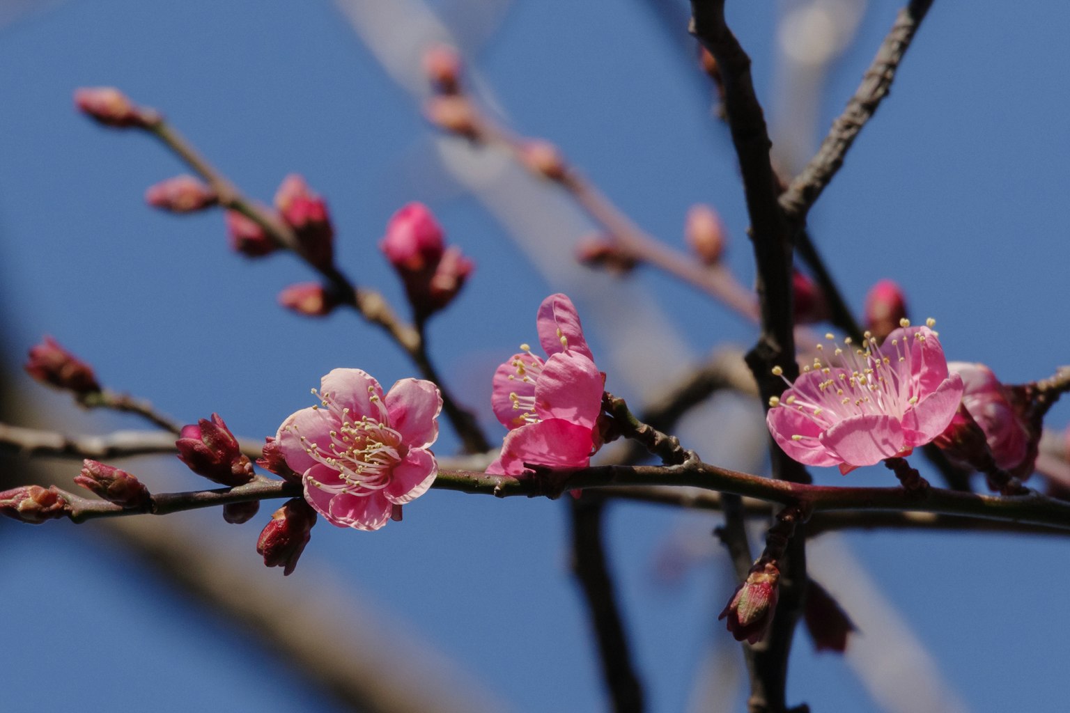 Fiori di pruno rosa e gemme contro un cielo blu