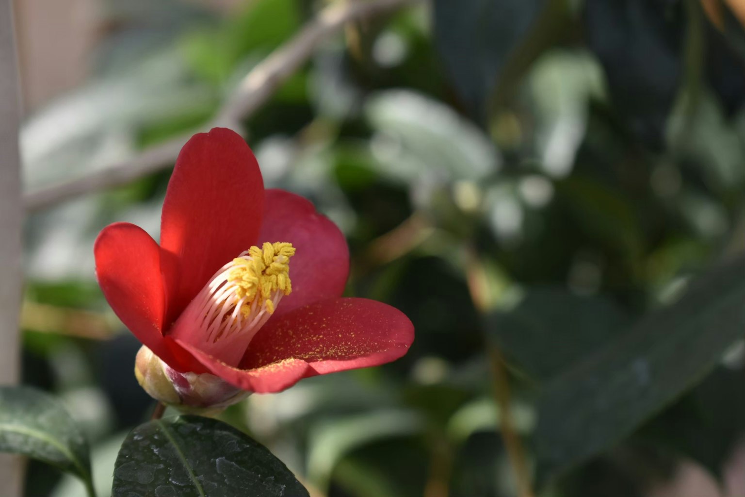 Bunga merah cerah mekar di antara daun hijau