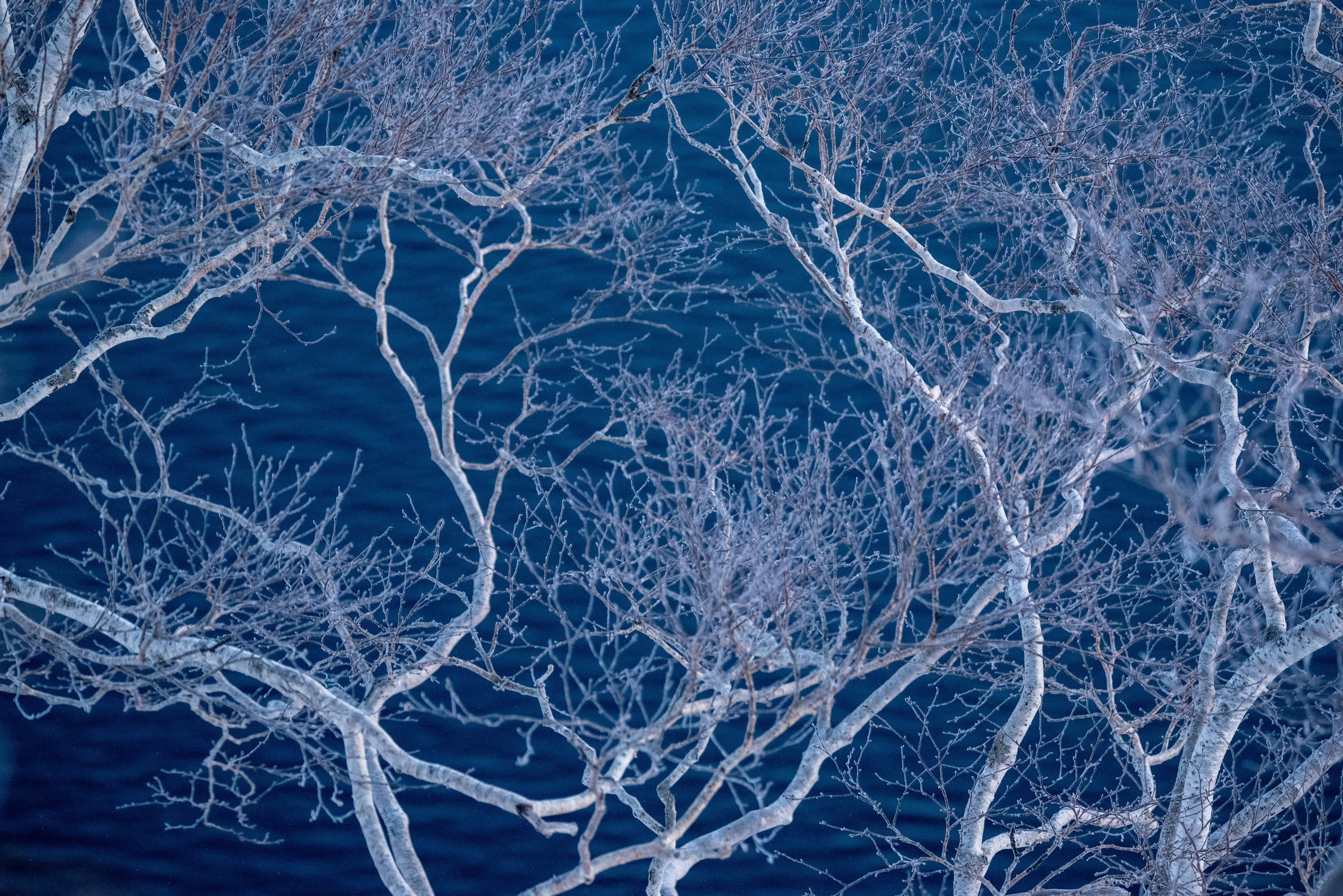 branches d’arbres dénudés en hiver sur un ciel bleu
