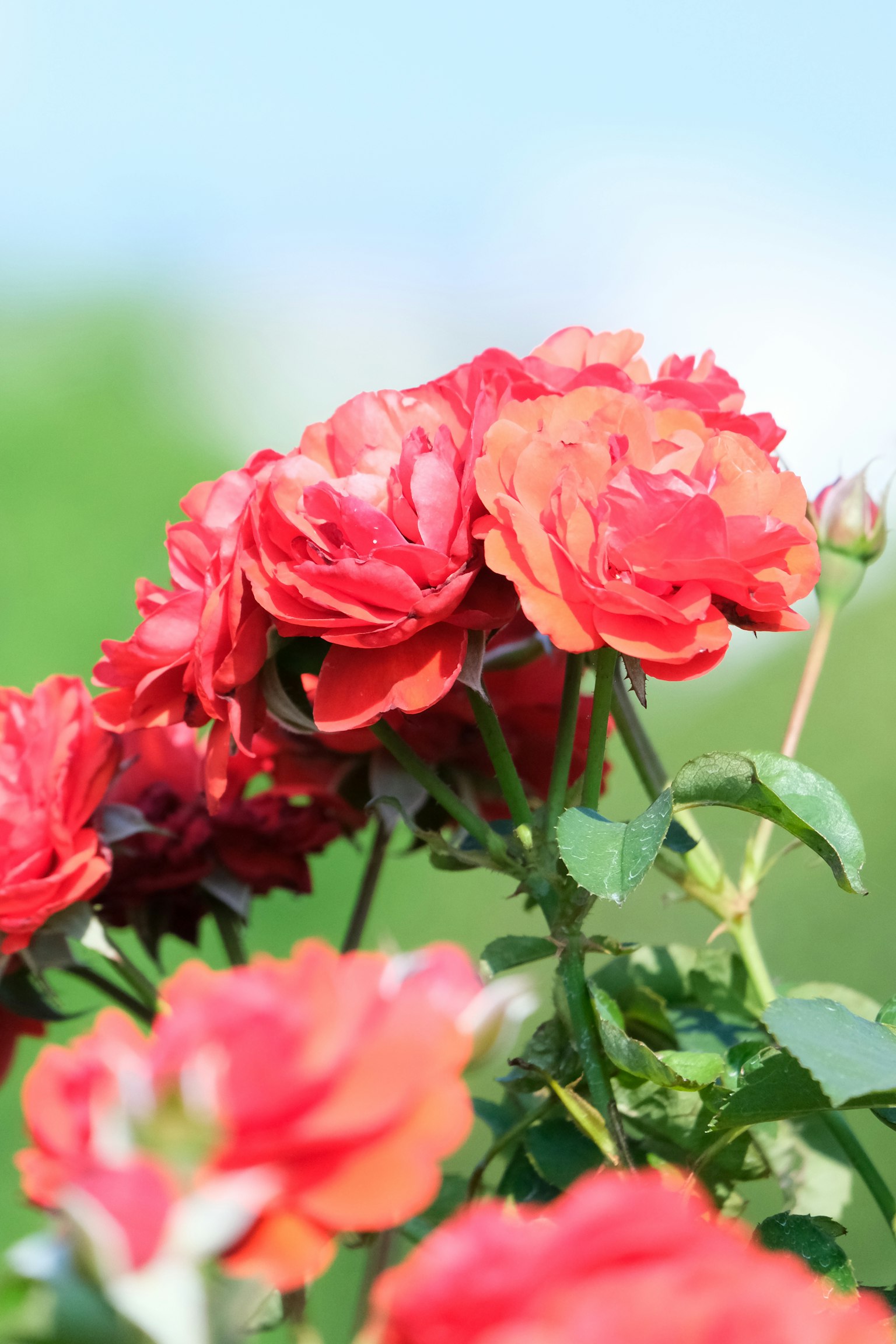 Rose rosse in fiore sotto un cielo blu chiaro