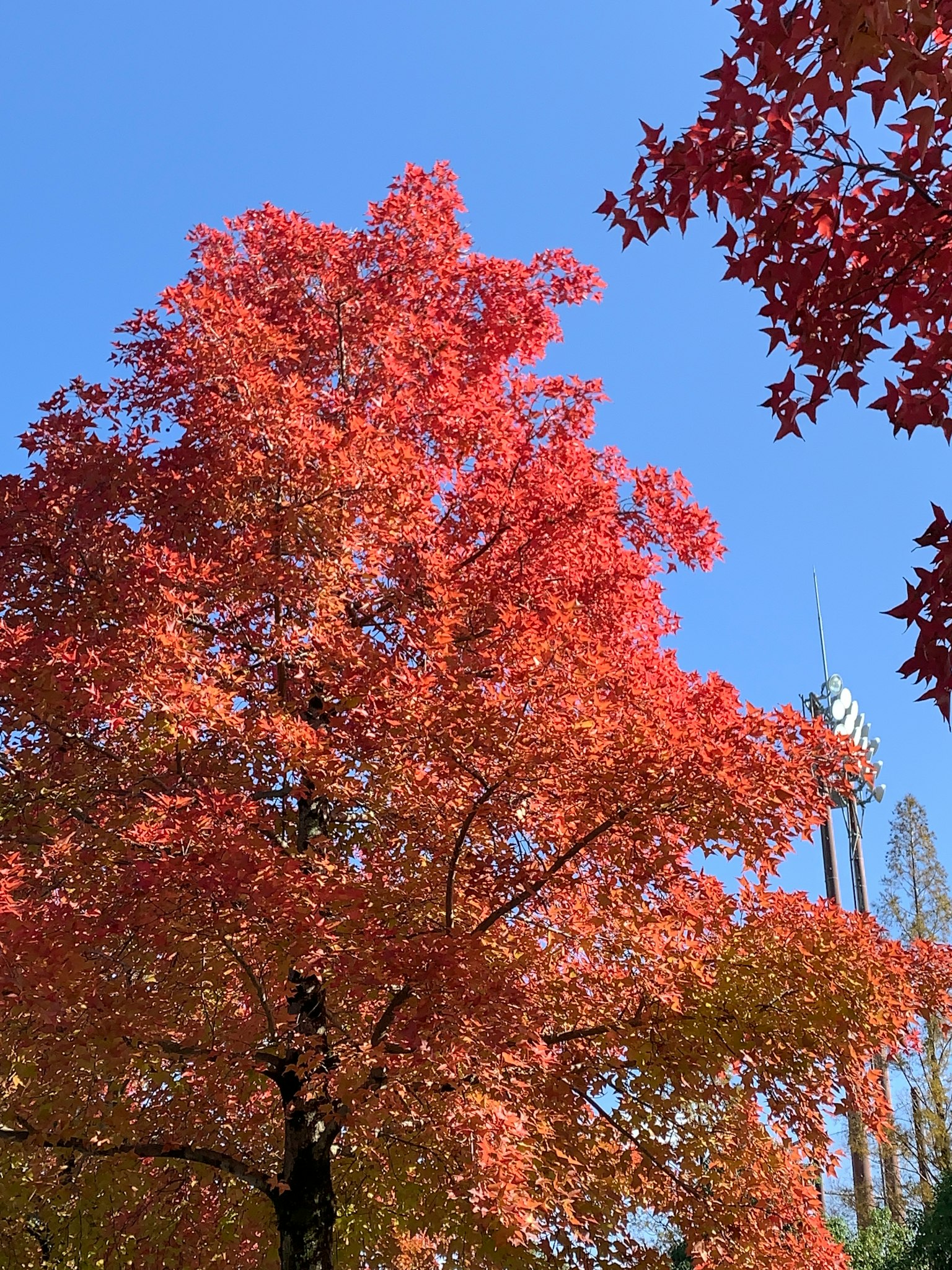Vista superiore di un albero con foglie rosse vivaci sotto un cielo blu chiaro