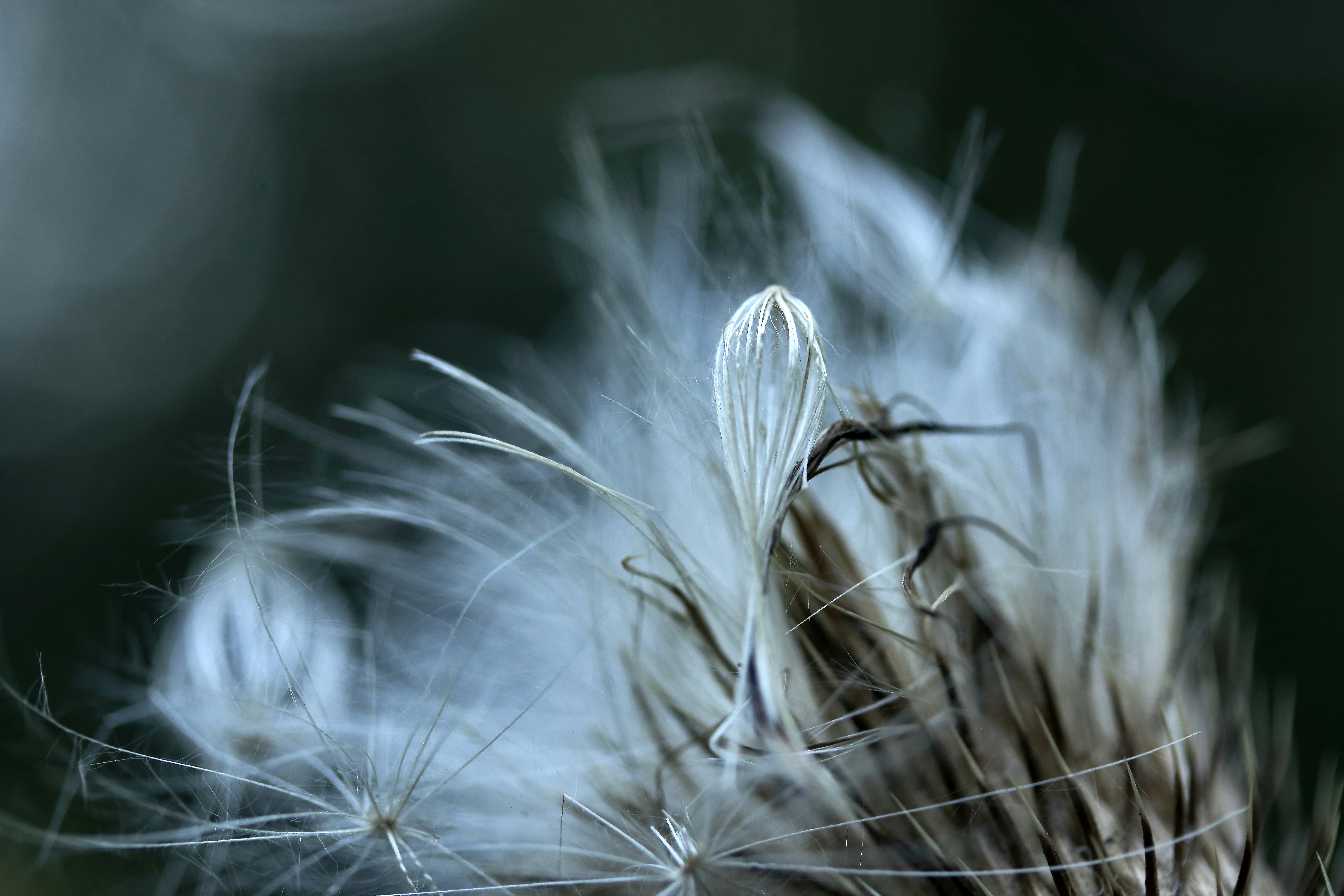 dandelion seed fluff close-up with soft bokeh background