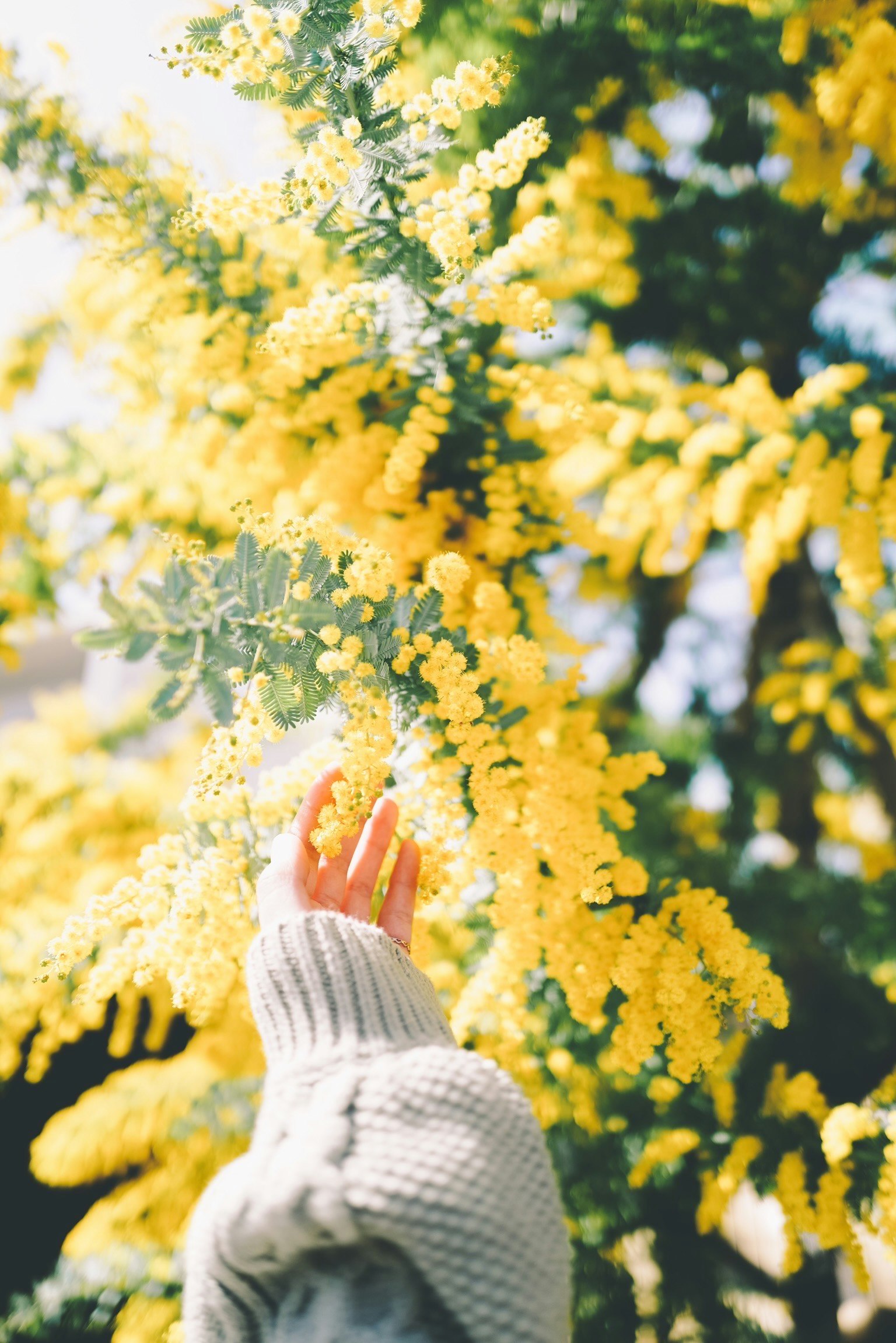 Eine Hand, die die leuchtend gelben Mimoseblüten berührt