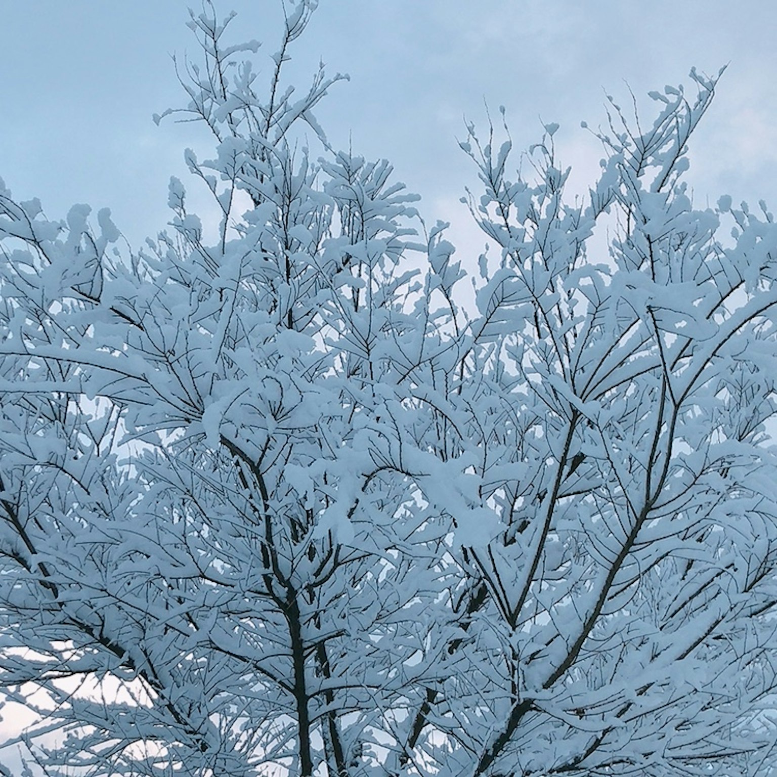 Mit Schnee bedeckte Baumzweige vor einem blauen Himmel