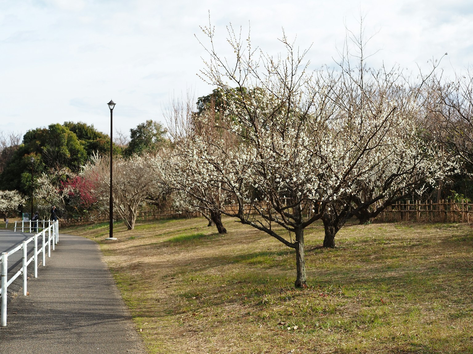 春季公園的小道旁是盛開白花的樹木