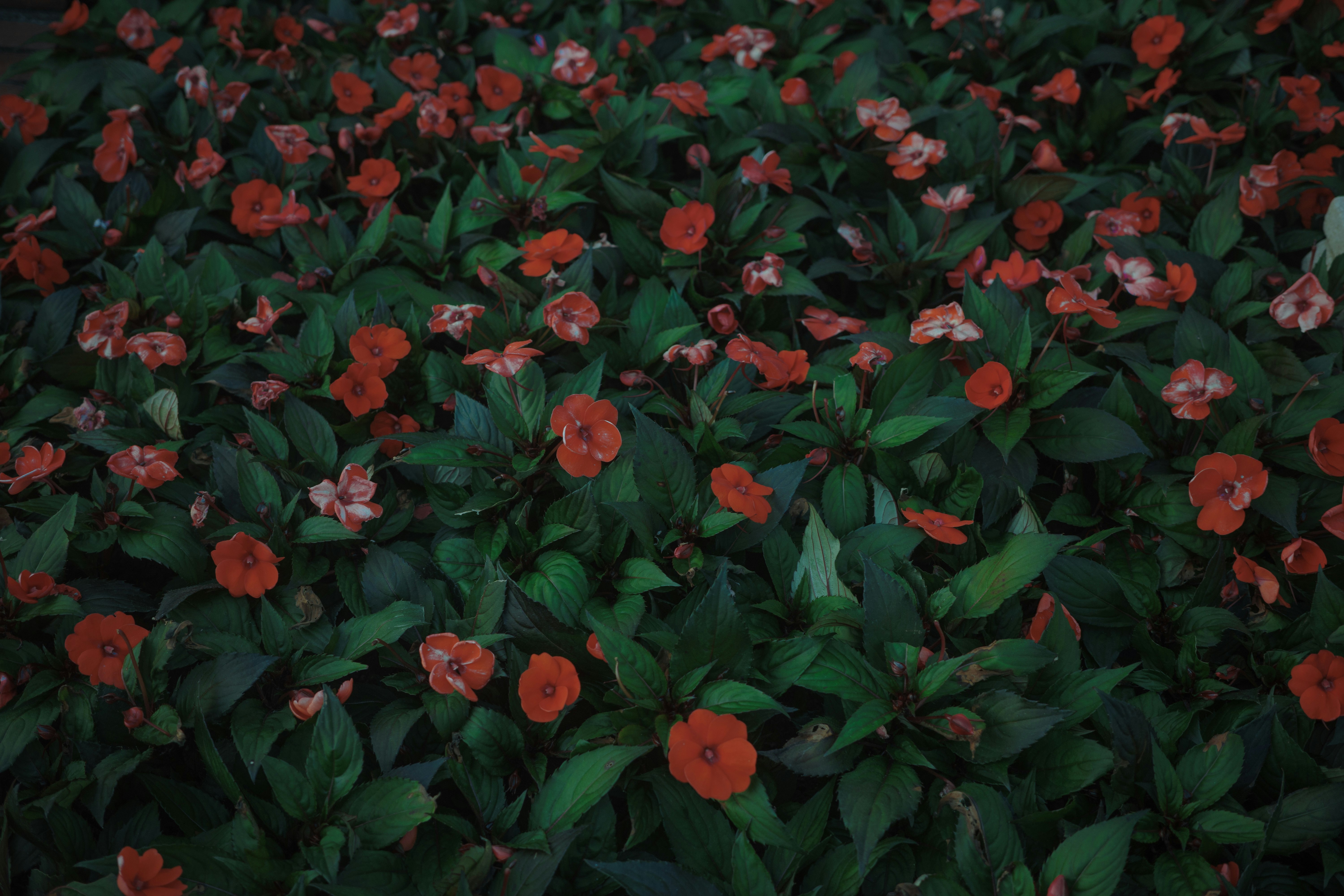 dense red flower bed with lush foliage