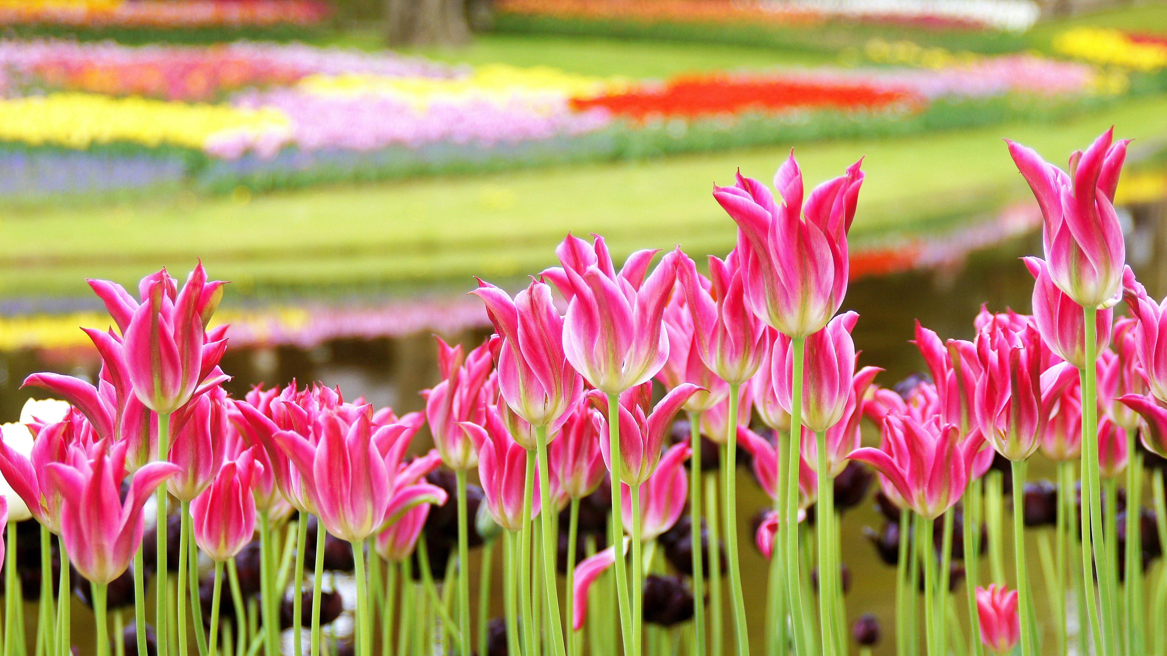 Tulip pink dan pemandangan taman dengan aliran sungai kecil di Taman Showa Kinen saat musim semi