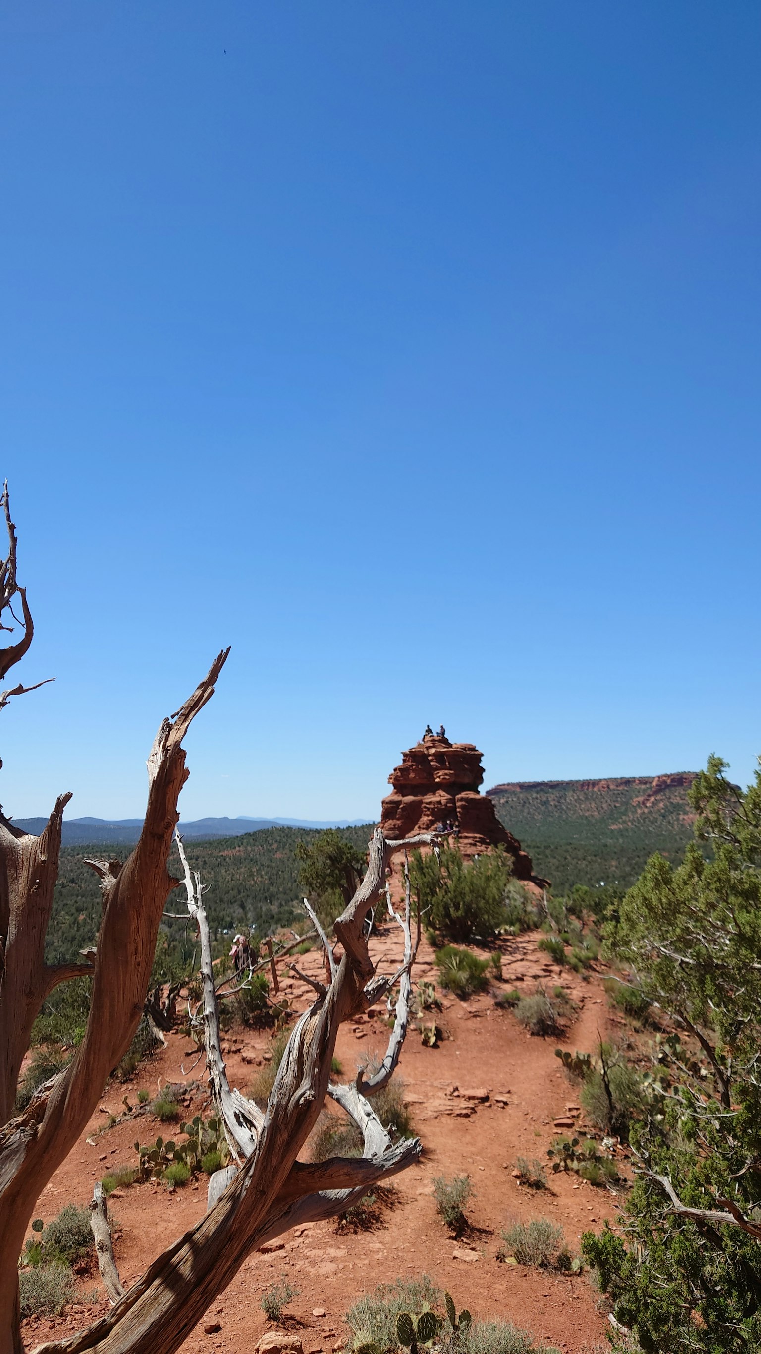 Un paesaggio con rocce rosse e un cielo blu chiaro con un albero secco in evidenza
