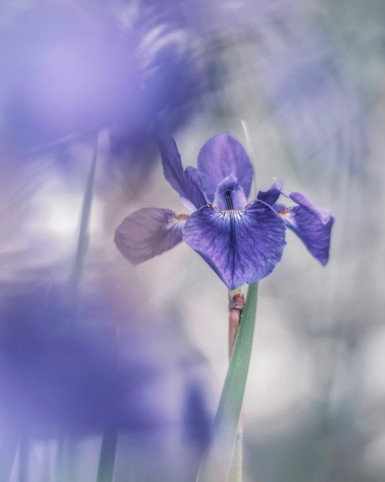 Eine lila Irisblume hebt sich von einem sanften Hintergrund ab
