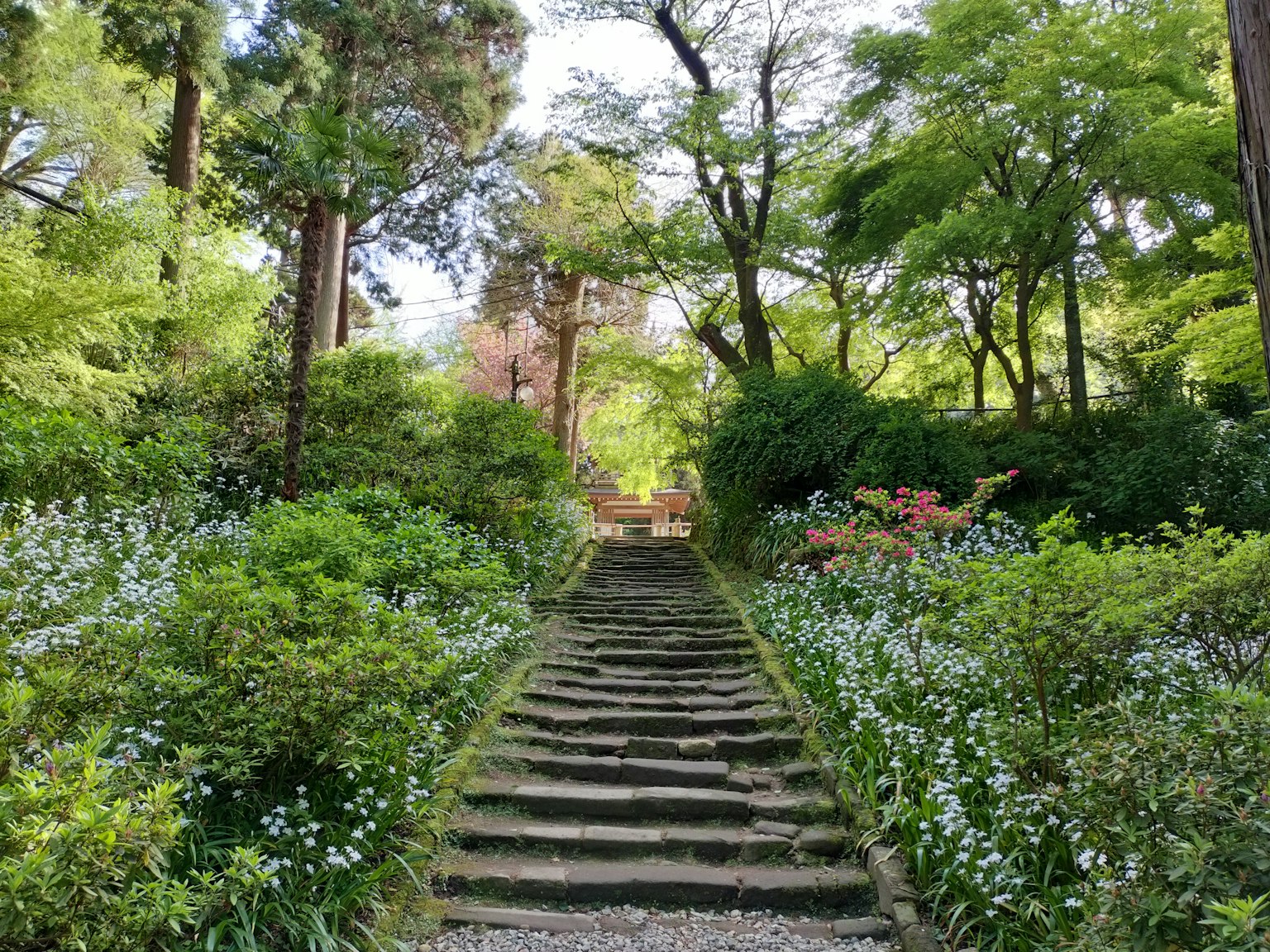 石阶通向一个郁郁葱葱的花园，充满绿色和花朵