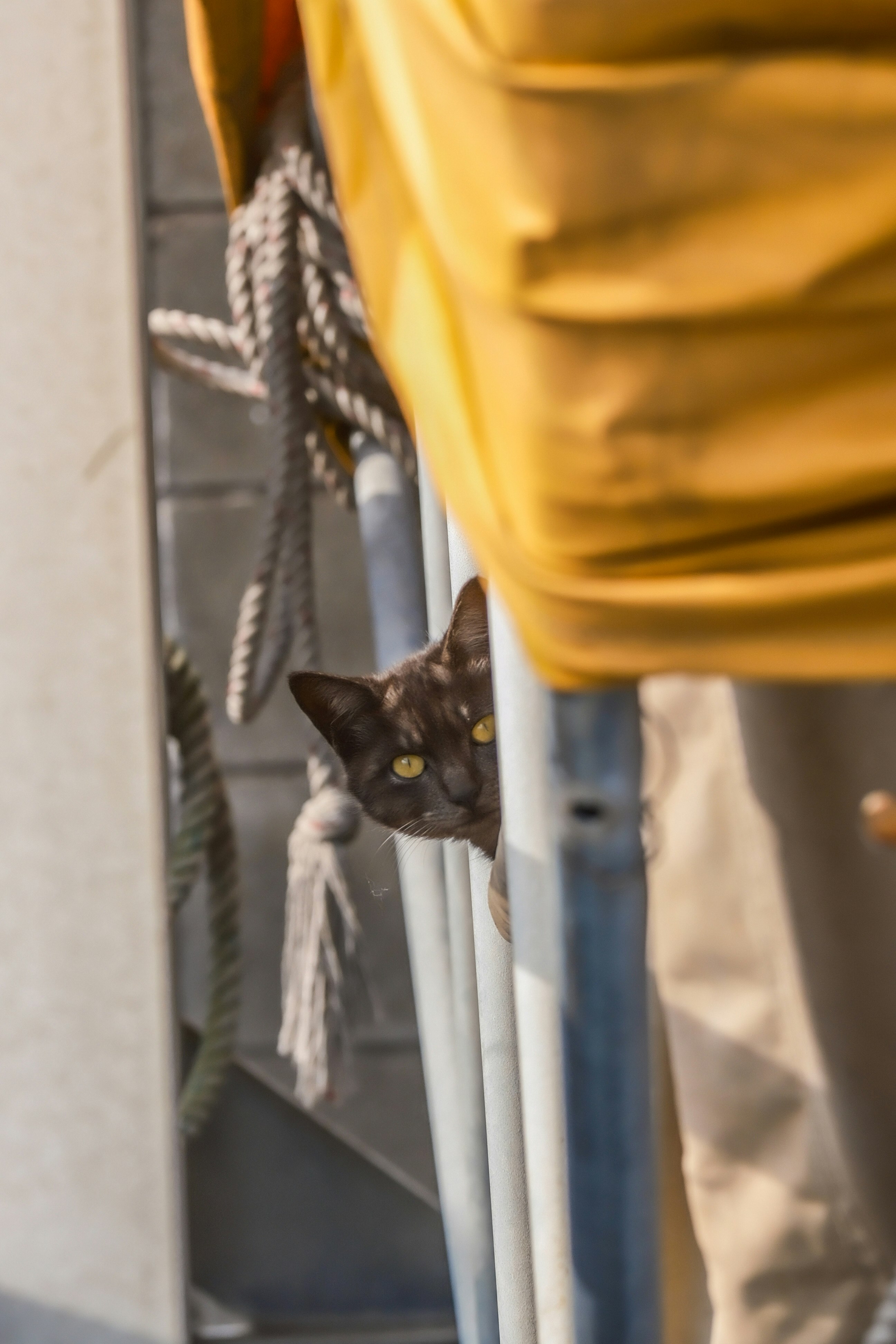 路地の物干しロープの間にいる猫
