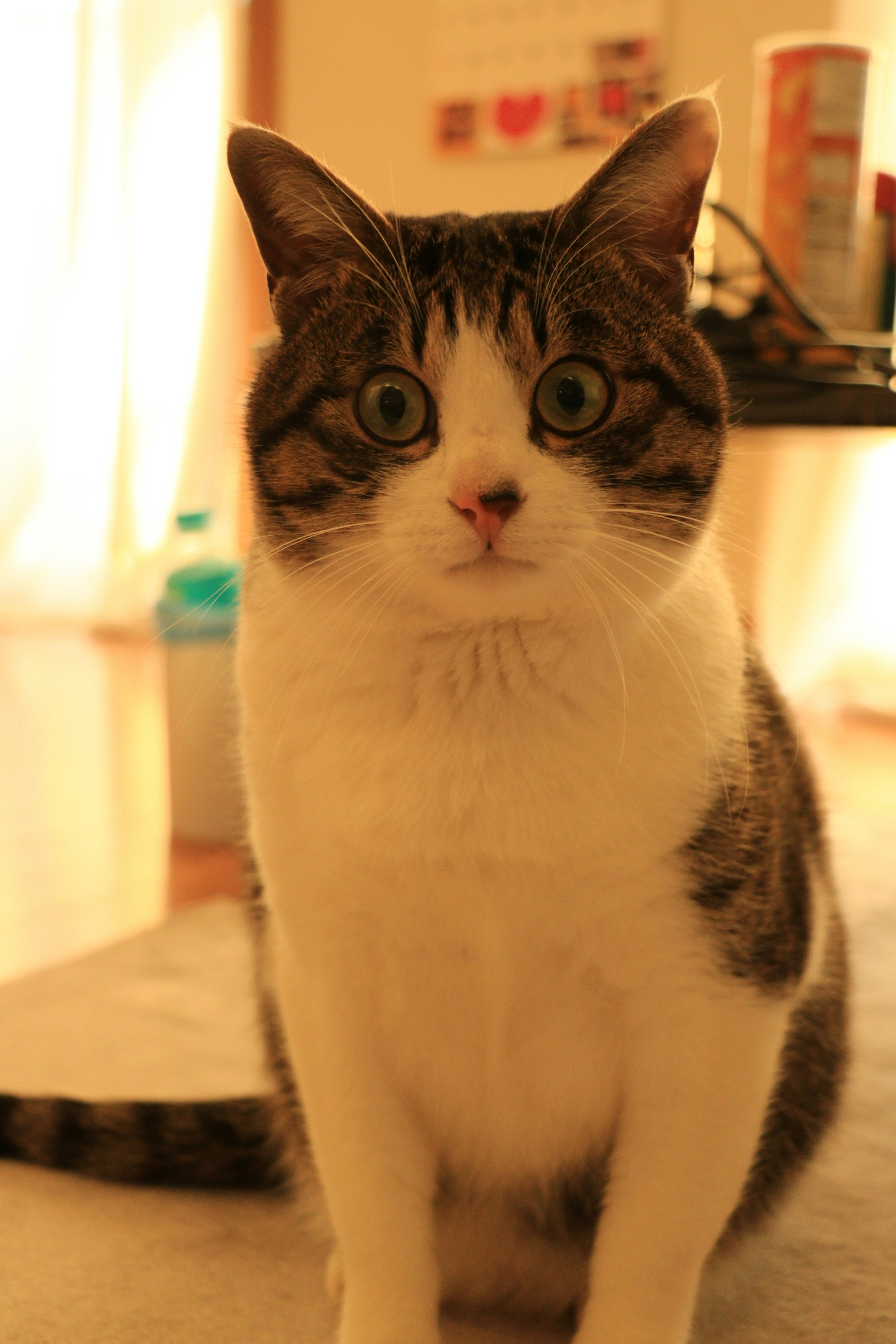 Nahaufnahme einer getigerten und weißen Katze mit Blick in die Kamera