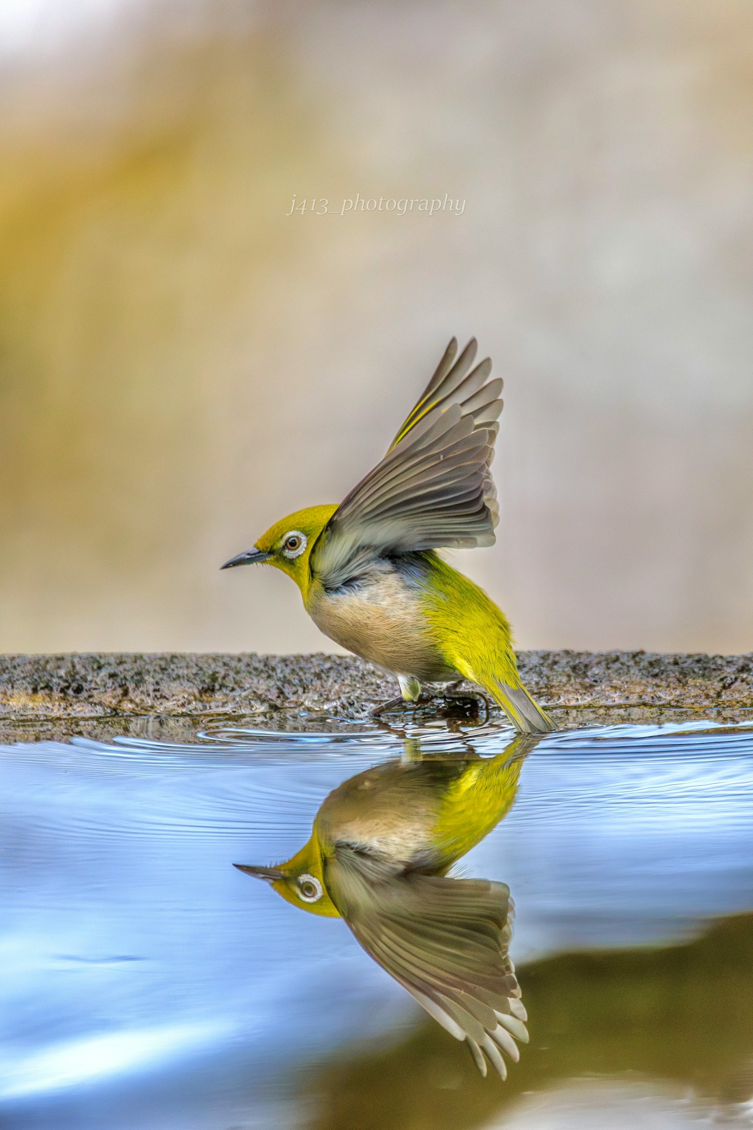 Petit oiseau jaune battant des ailes au bord de l'eau avec reflet