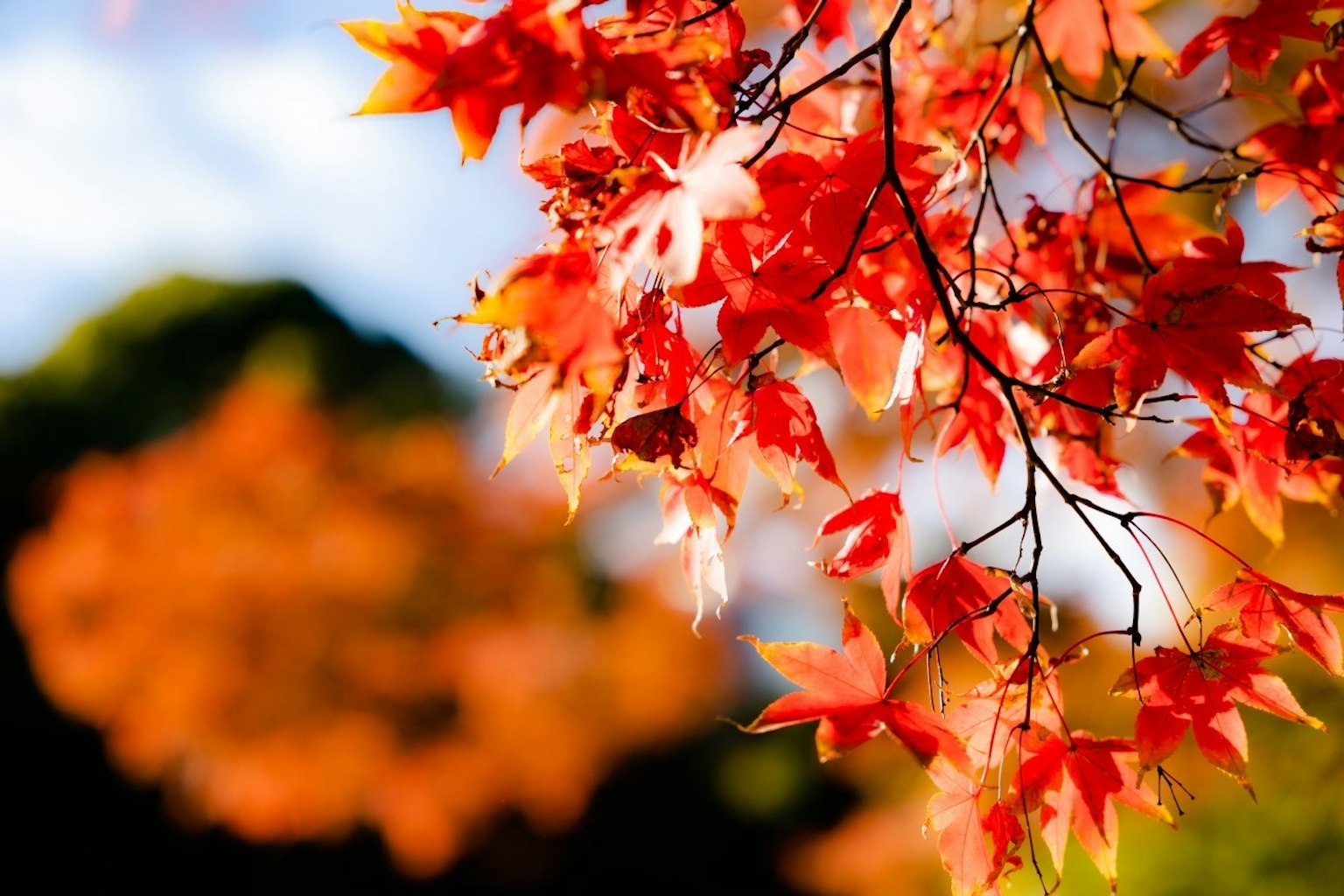 Foglie rosse e arancioni vivaci su un ramo di acero autunnale