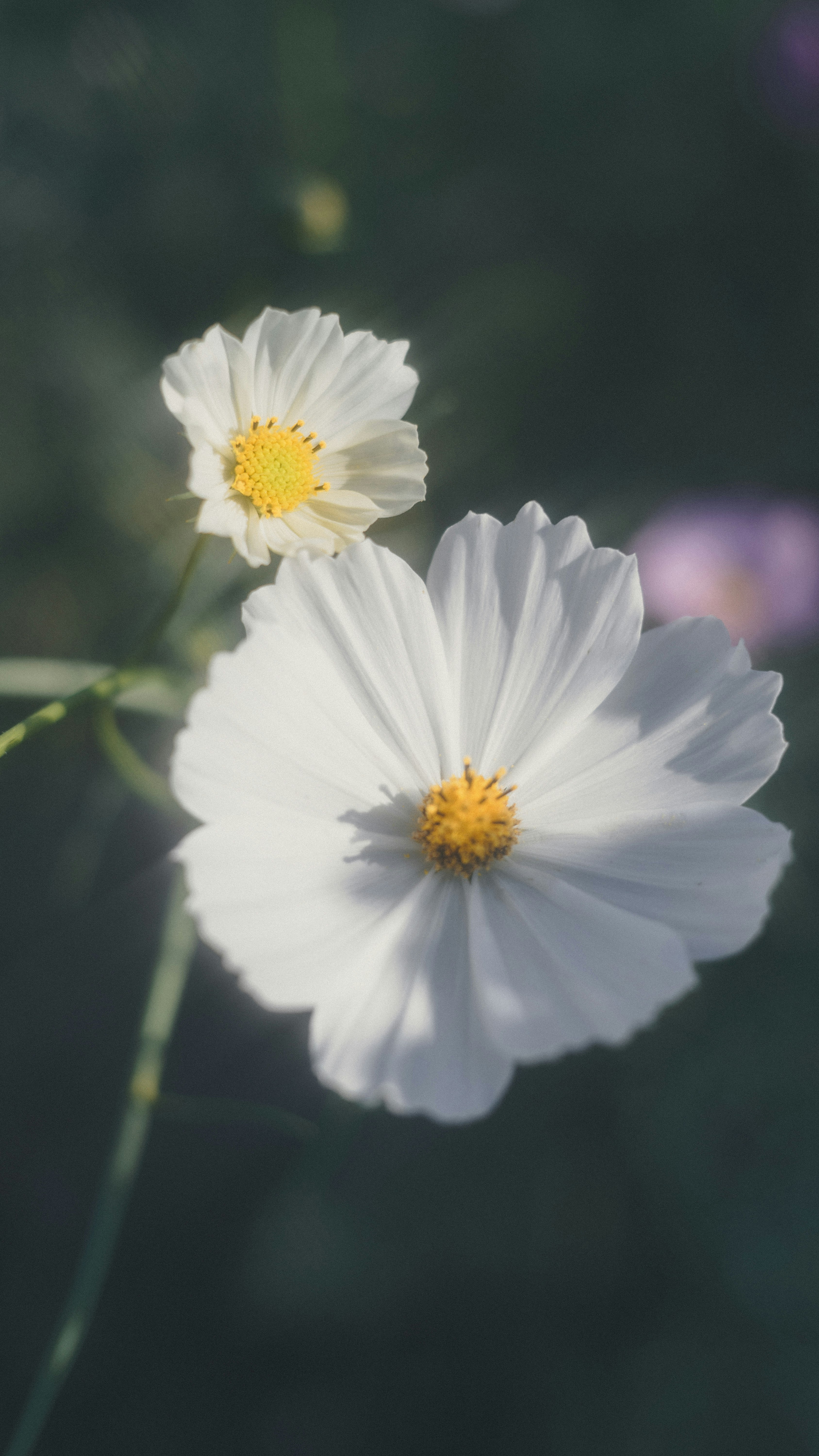 白いコスモスの花が寄り添うクローズアップ