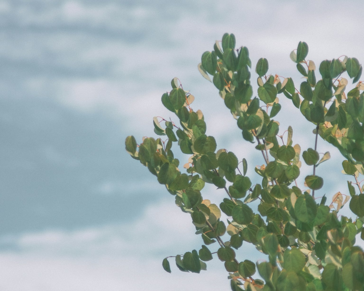 Close-up of lush green leaves under a blue sky