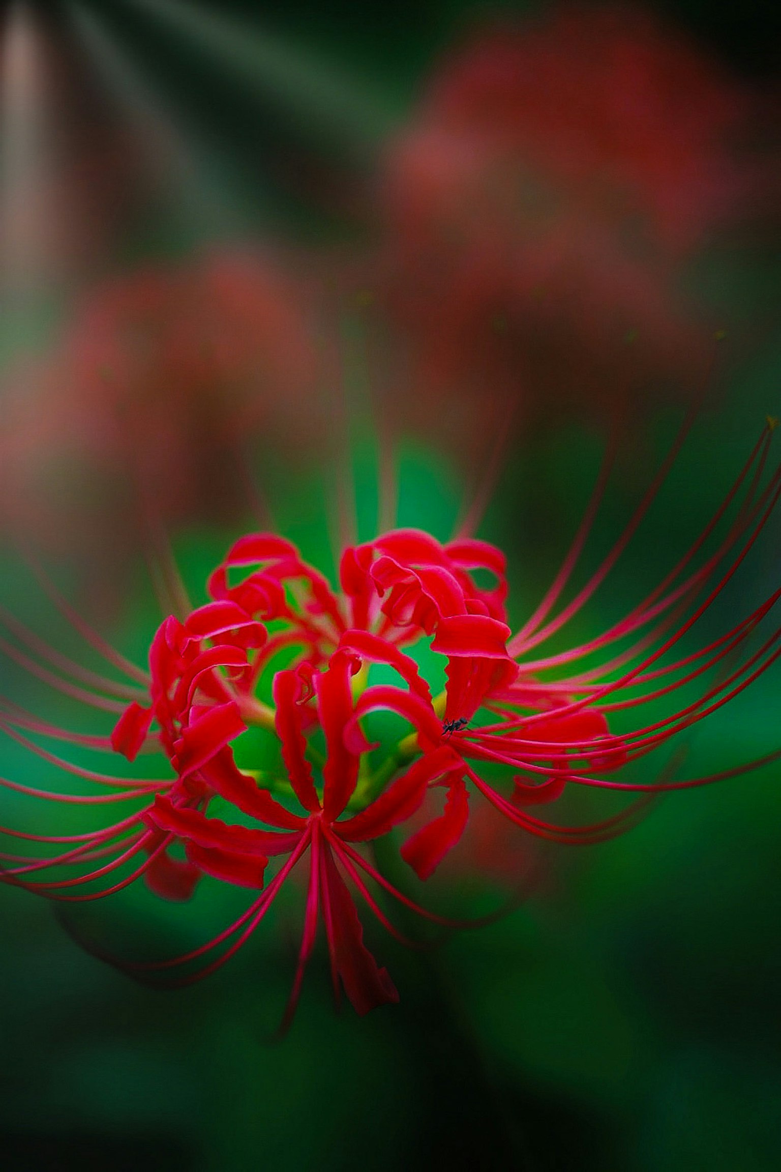 Fleur rouge vibrante sur un fond vert avec des pétales délicats