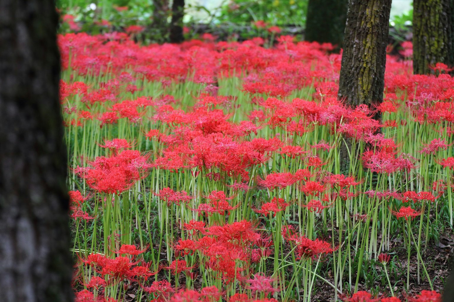A landscape of red spider lilies blooming in a forest