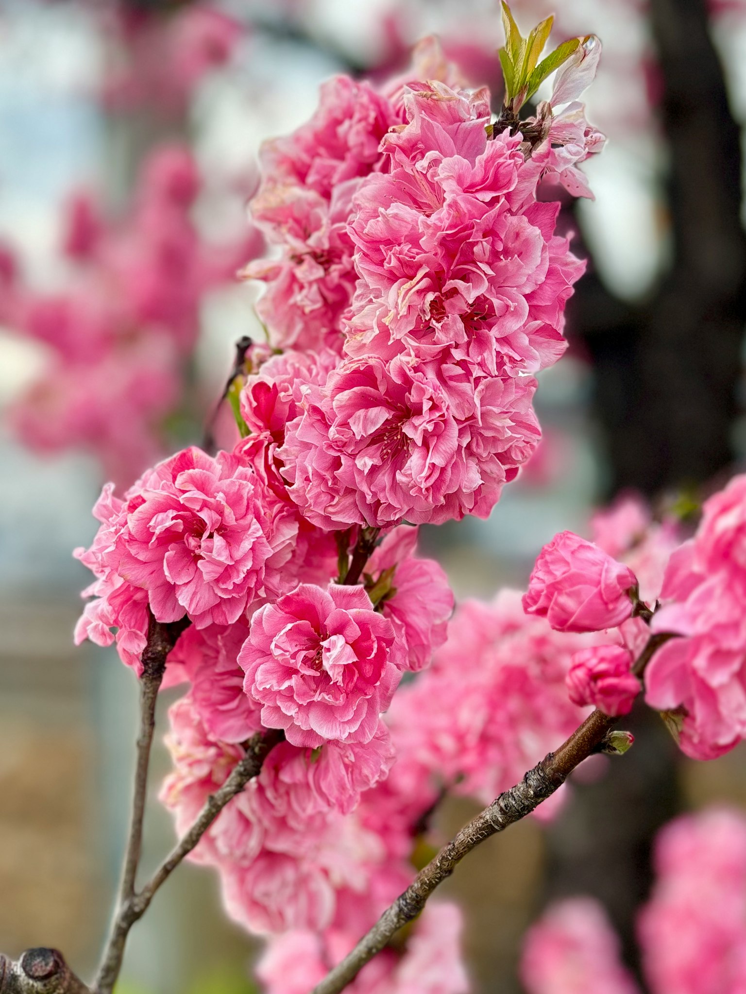 Primo piano di fiori rosa vivaci che fioriscono su un ramo