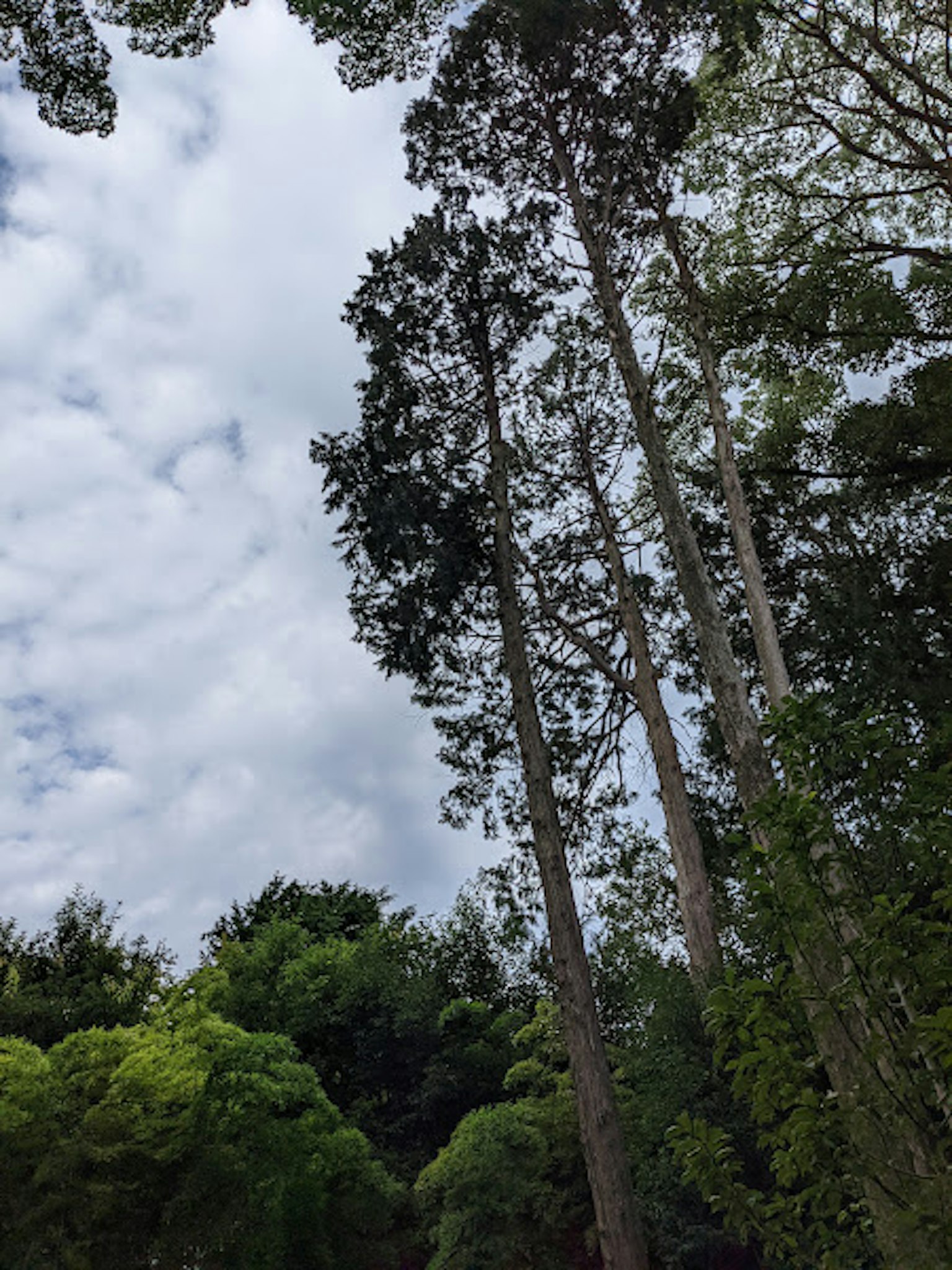 Pohon tinggi menjulang di lanskap hutan