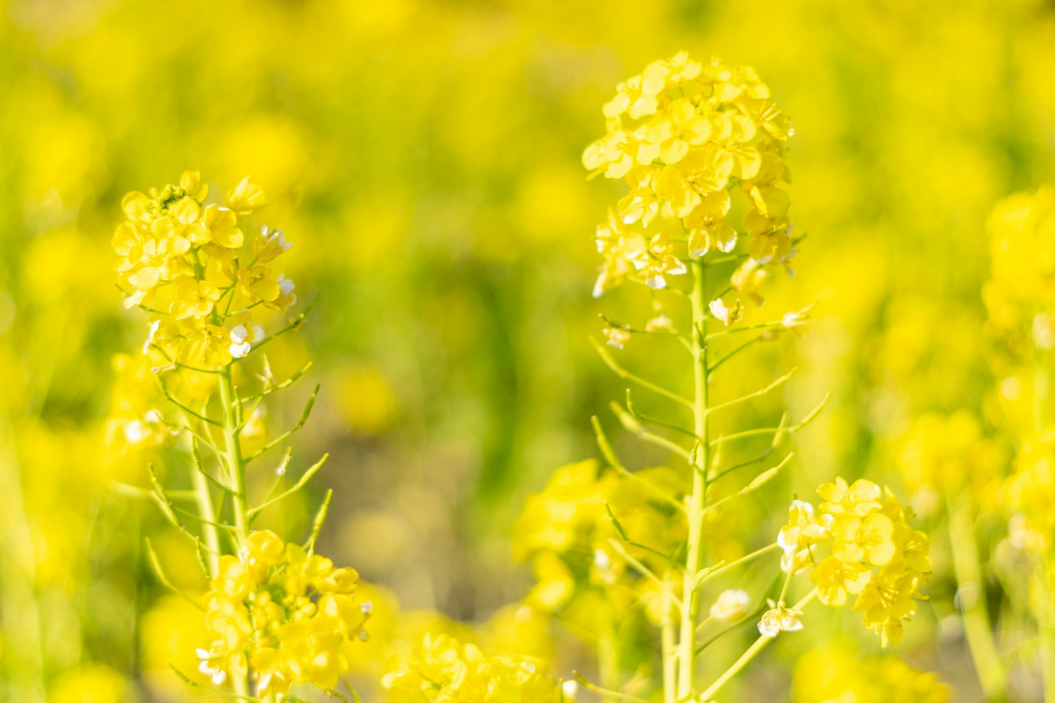 田野中黃色花朵的特寫