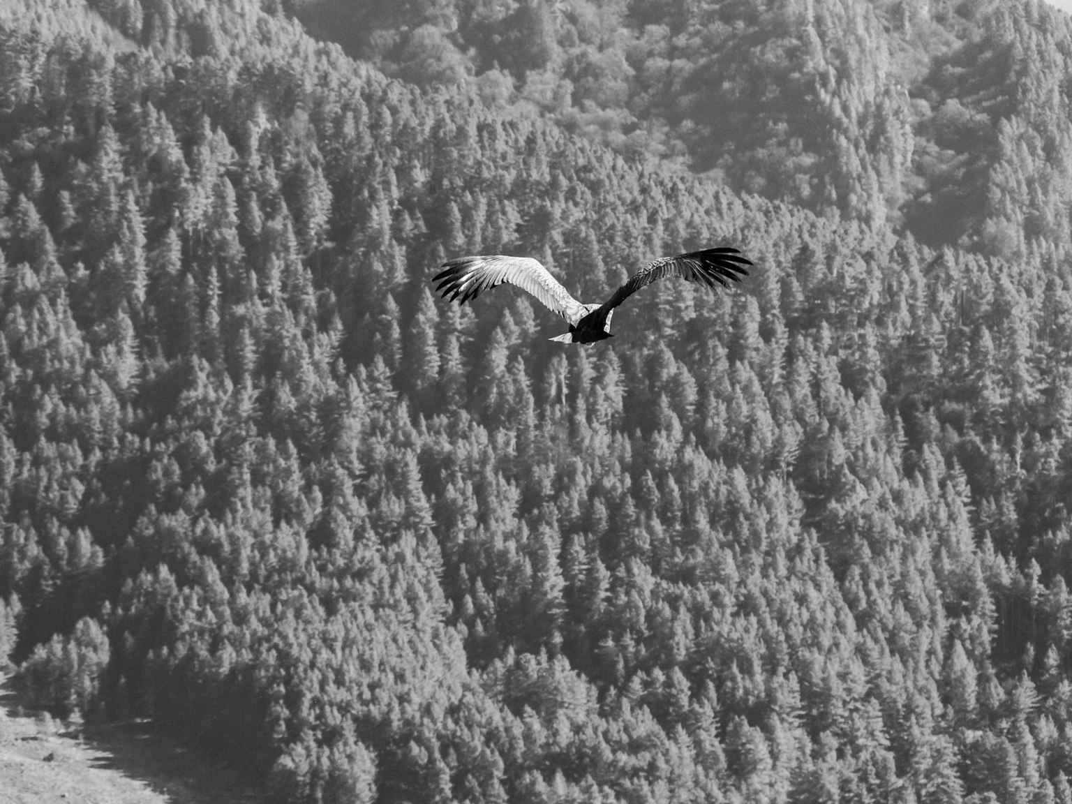 Un aigle majestueux planant dans un paysage en noir et blanc