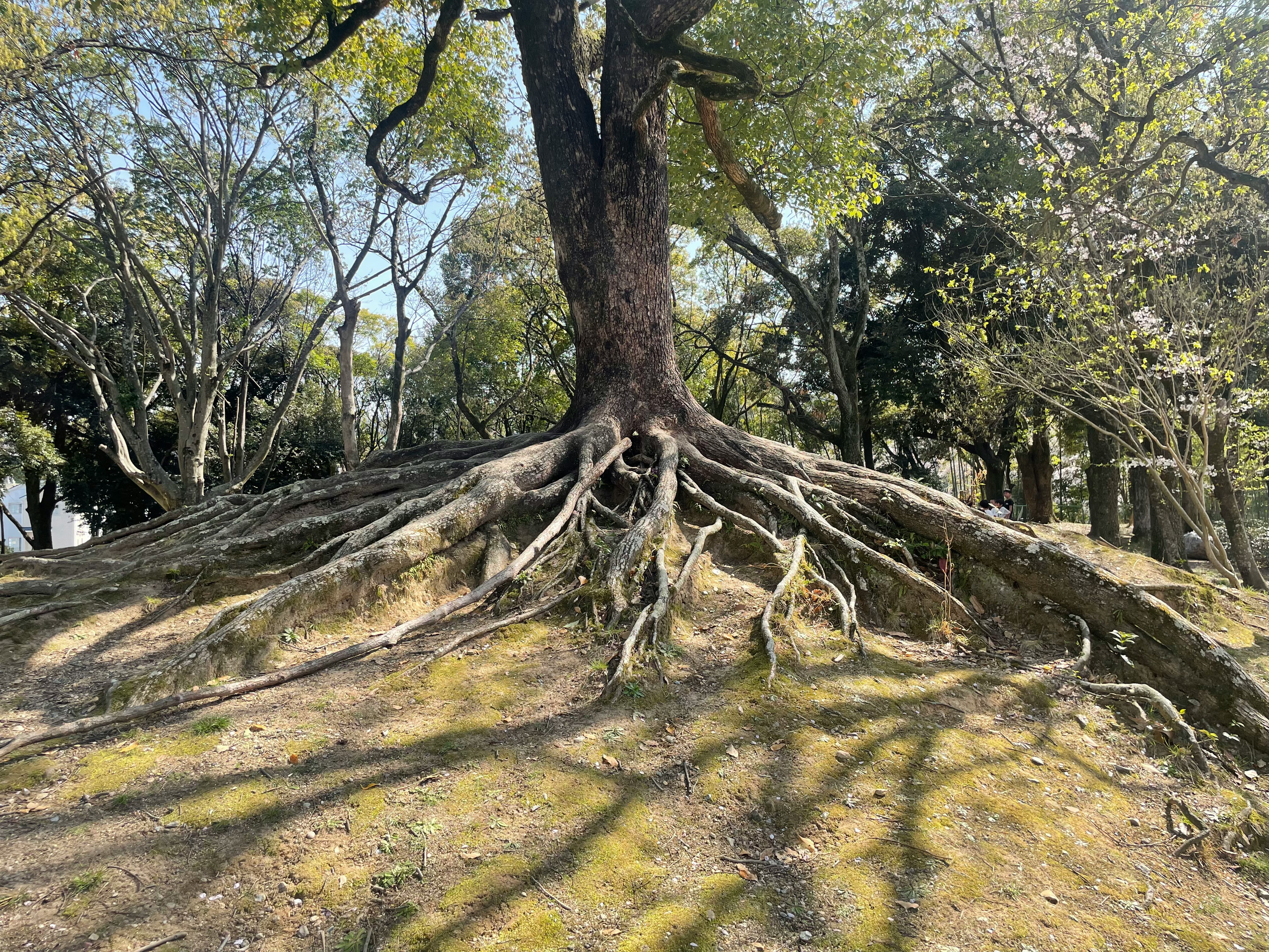大きな根が張り出した古木の根元の森の風景