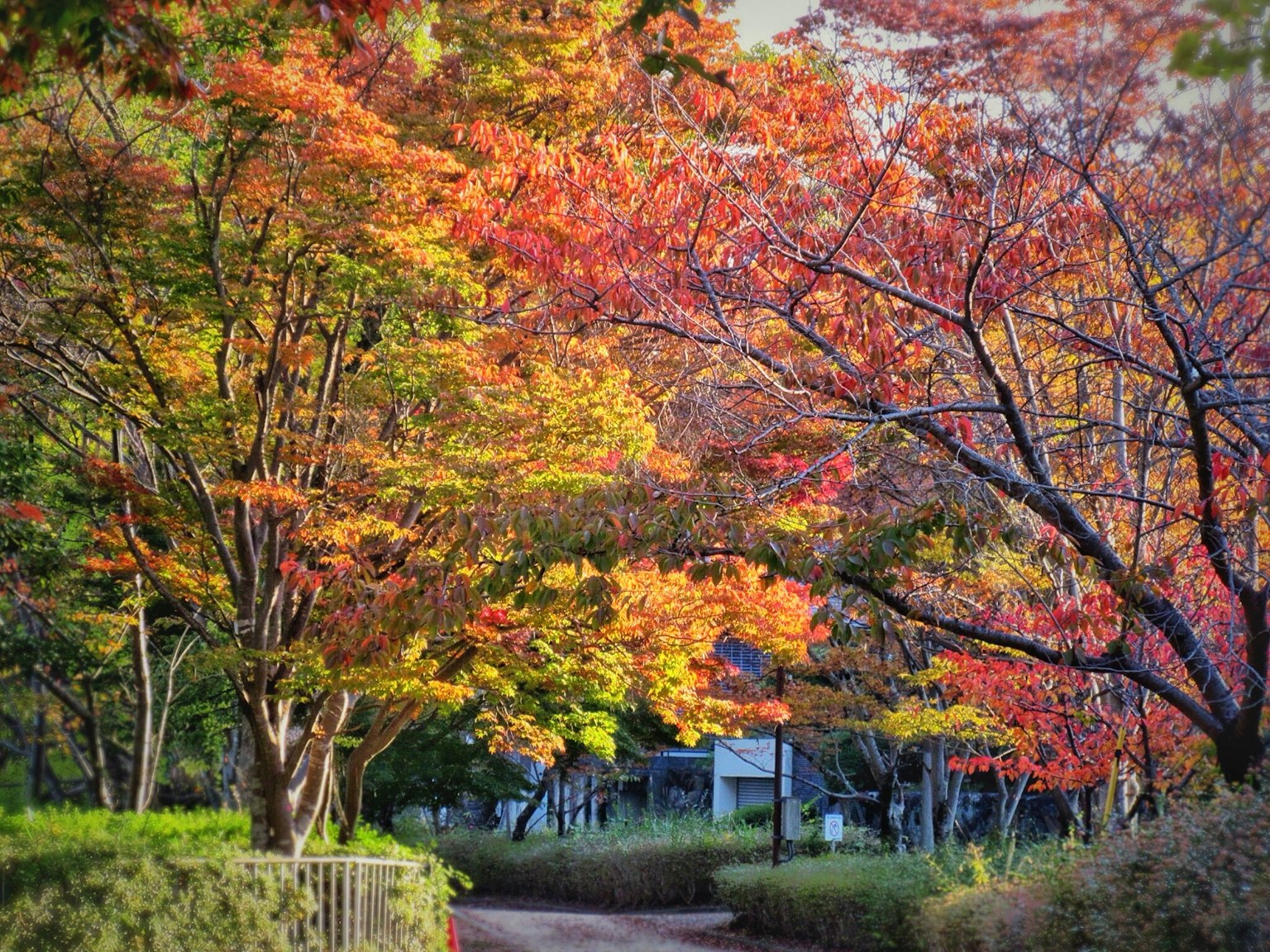 Con đường trong công viên được bao quanh bởi lá mùa thu rực rỡ