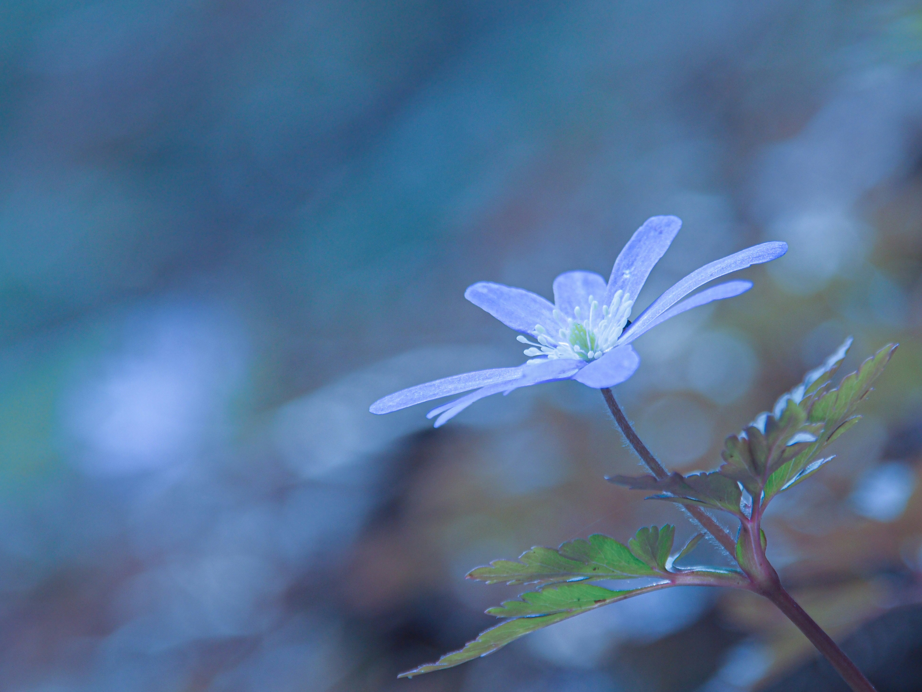 キクザキイチゲの花と春の山野草の群生感のある背景