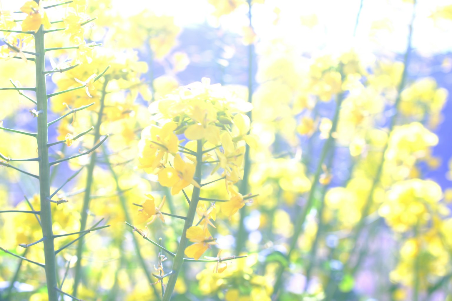 Eine helle Szene mit gelben Blumen und einem verschwommenen Hintergrund