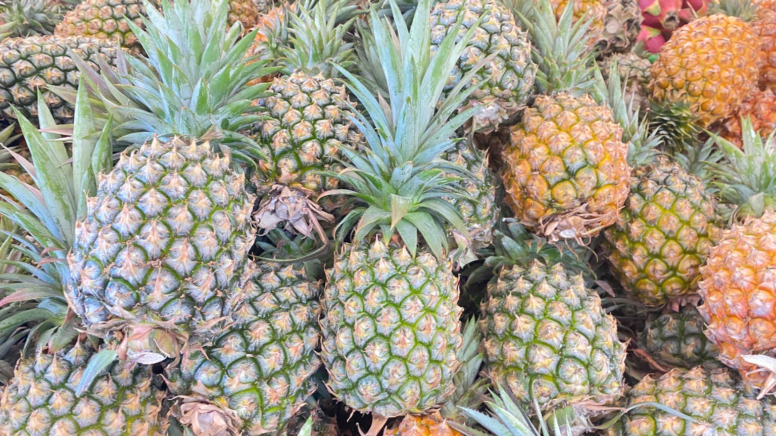 Sekelompok nanas ditampilkan dengan variasi hijau dan oranye