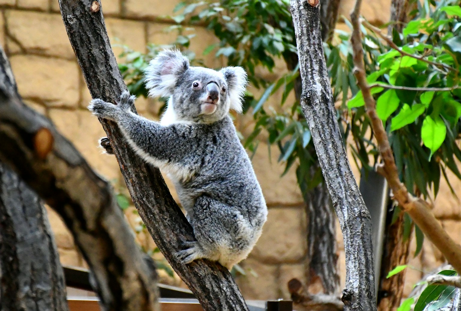 A koala climbing a tree trunk surrounded by green leaves